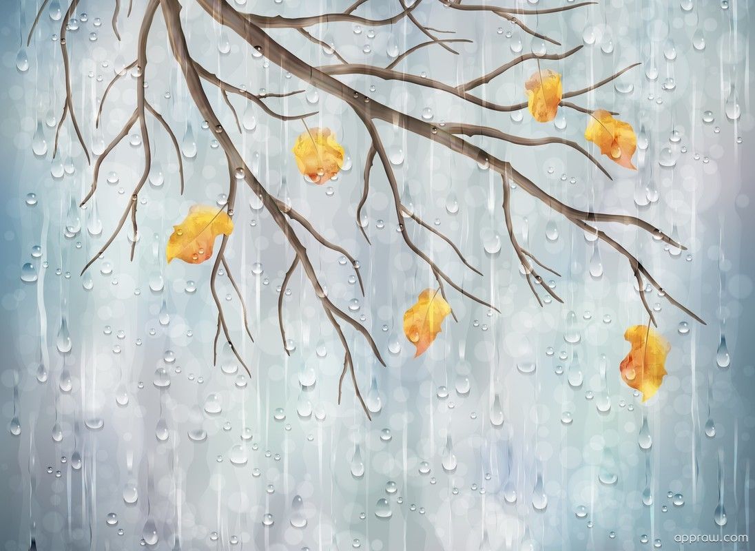 Autumn Branches with Rain Drops Wallpaper download HD Wallpaper