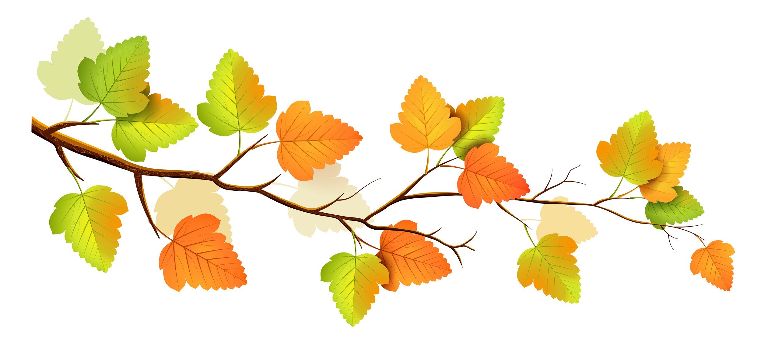 Fall leaves tree branch clip art 2500x1131. Clip art, Png flowers, Background image