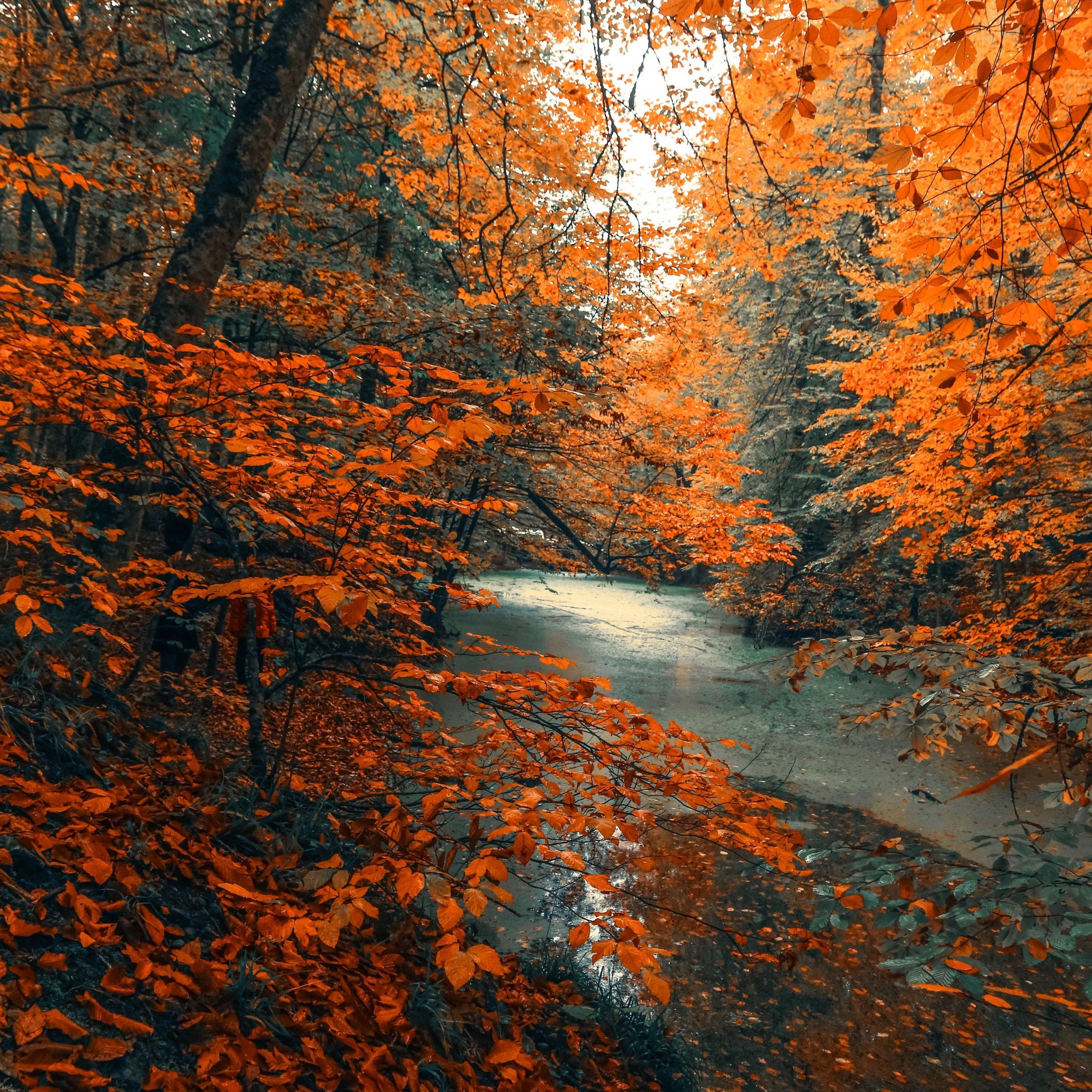 Tree, Forest, Nature, Orange Branches, Tree, Autumn, 2019 Computer Background