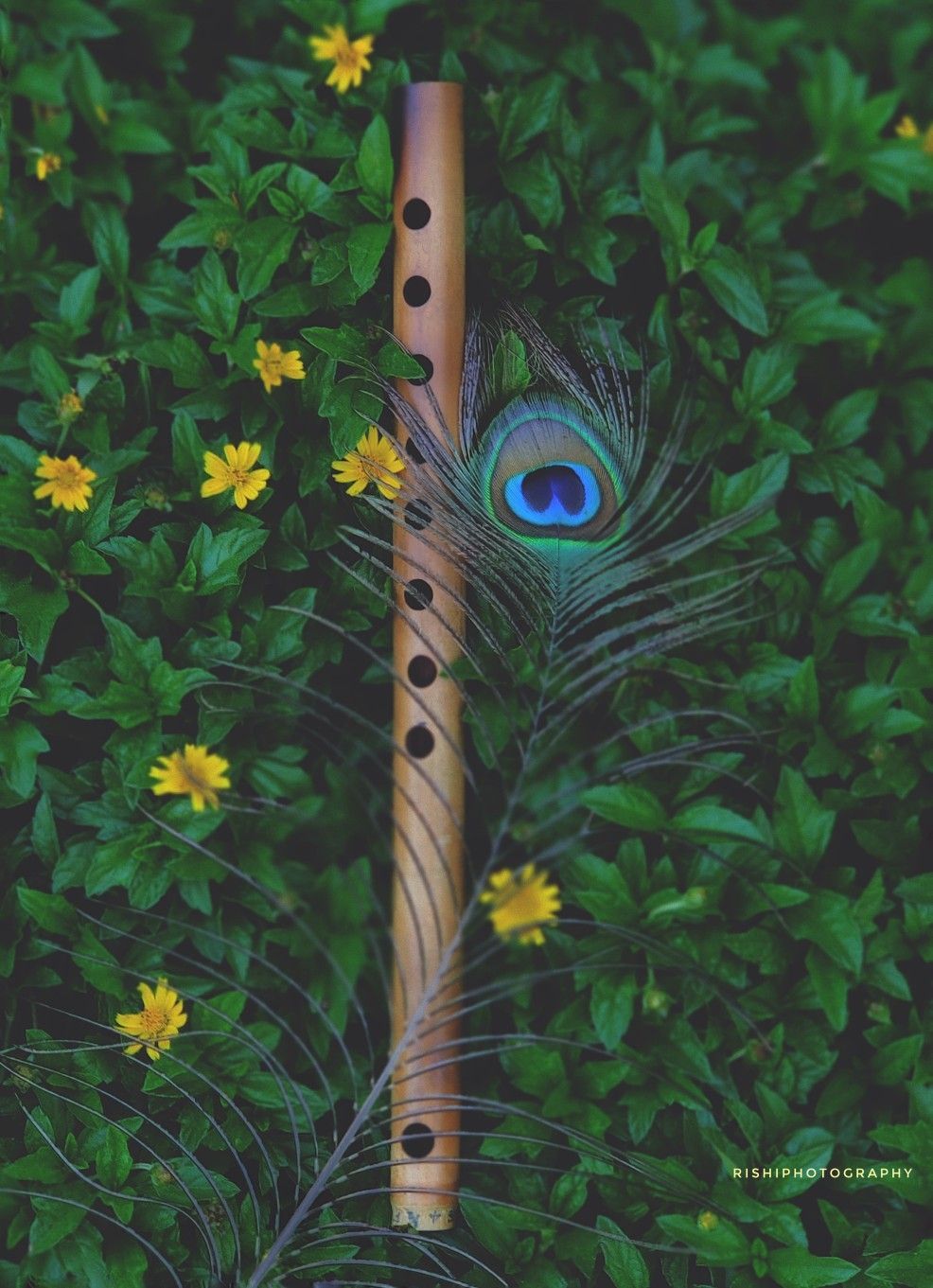 peacock feather and flute