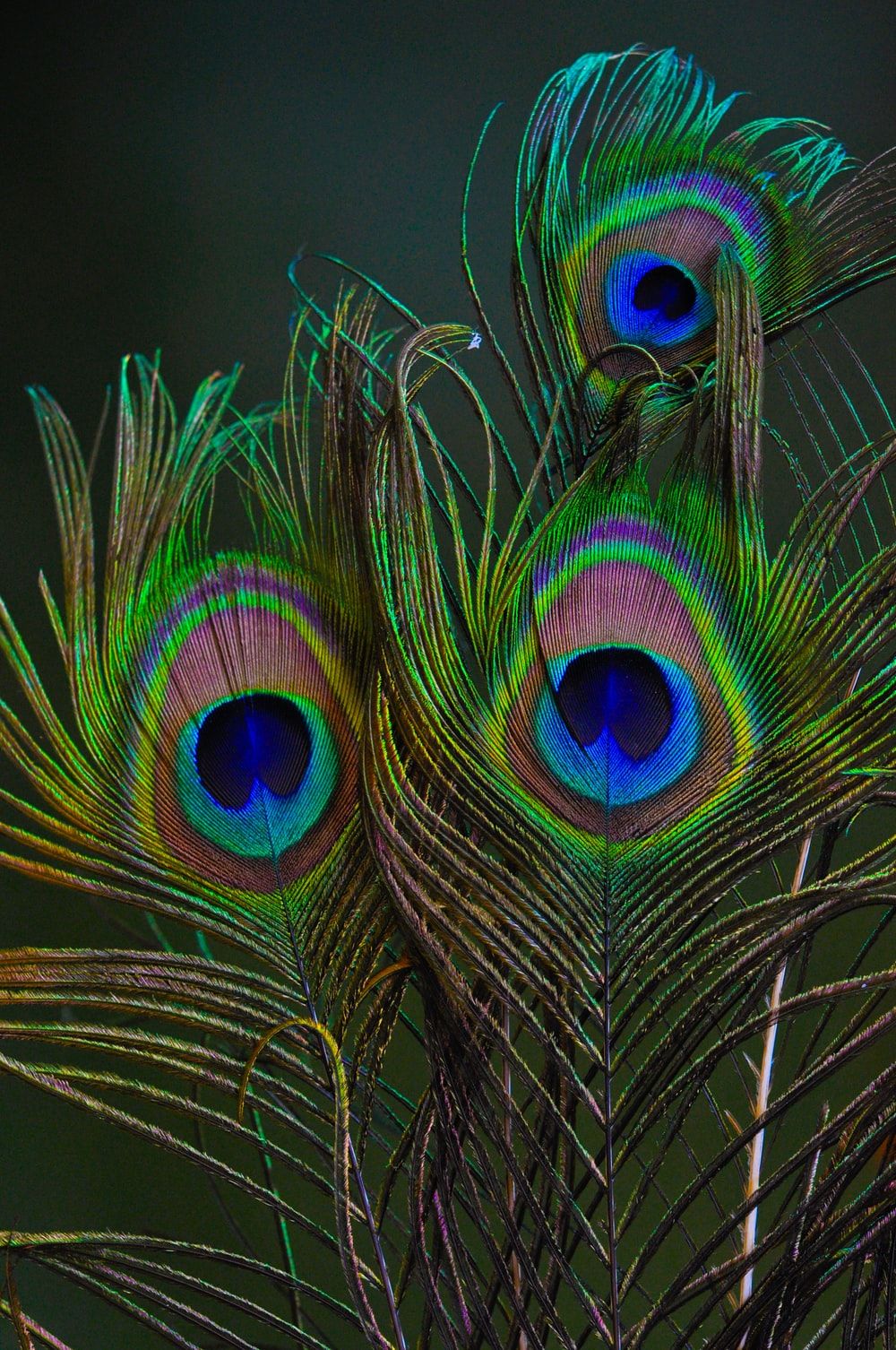 Peacock Feather Wallpapers Wallpaper Cave - Riset