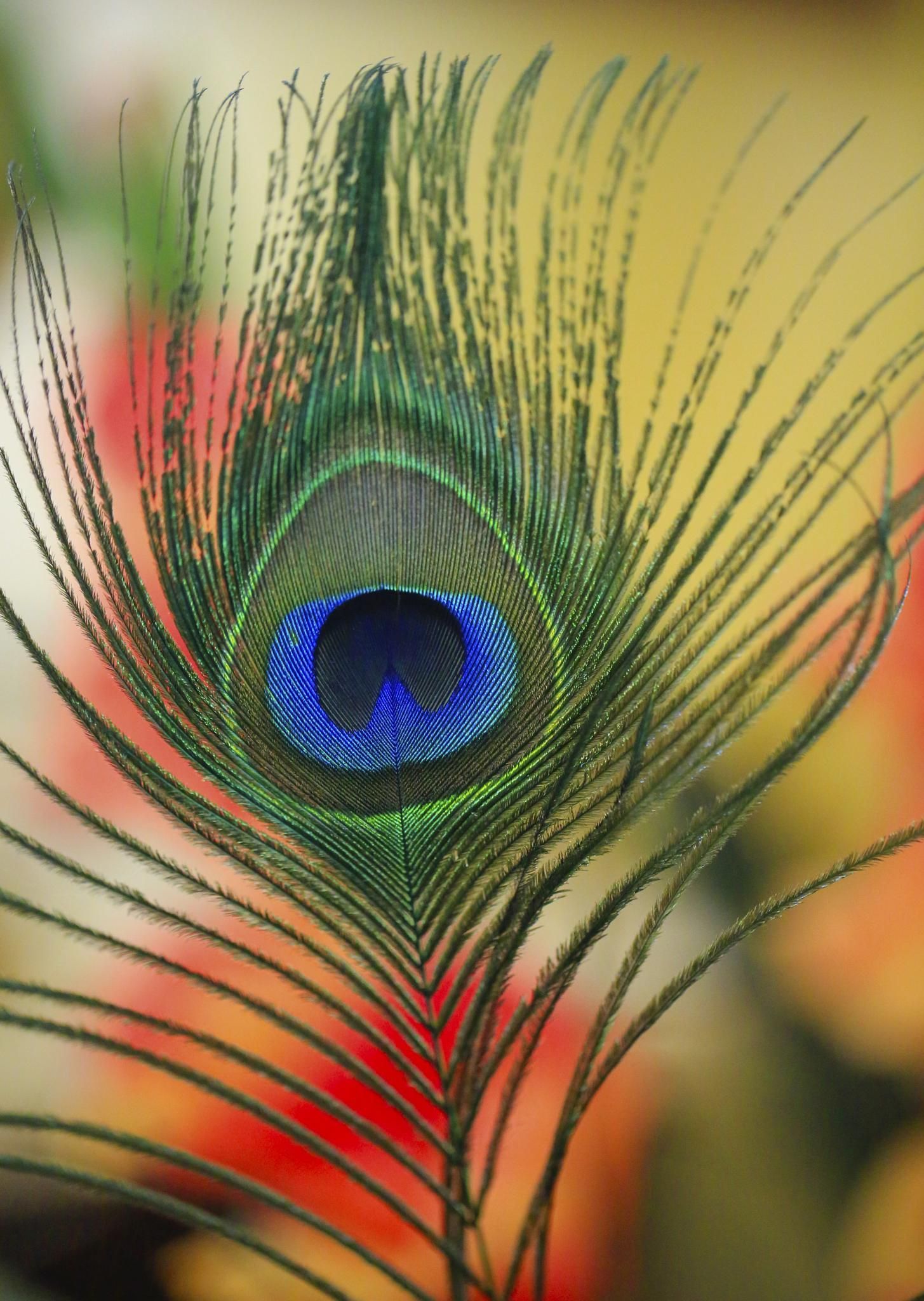 Feathered by leigh.lofgren. Krishna picture, Peacock feather art, Peacock image
