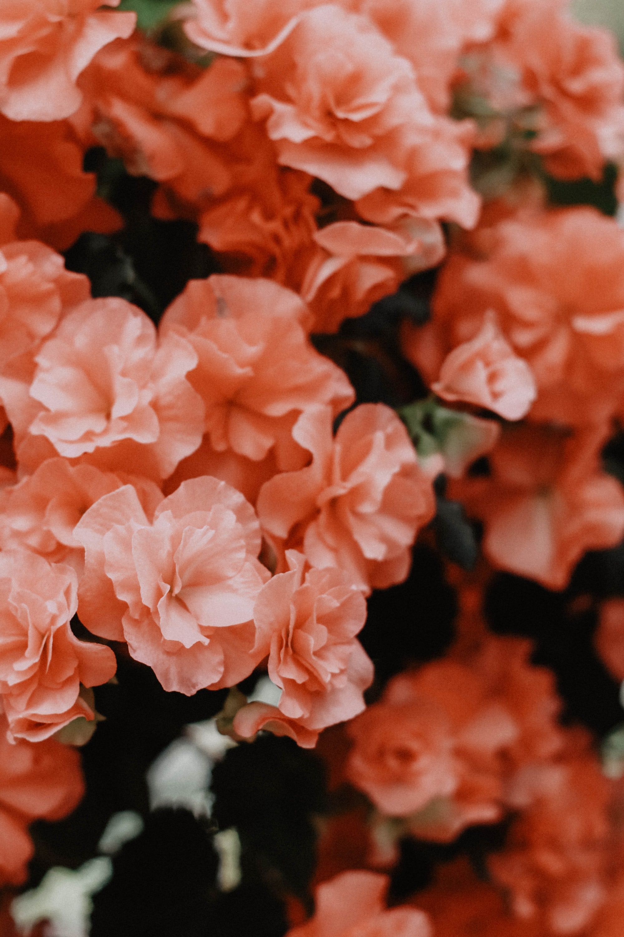 peach flower background