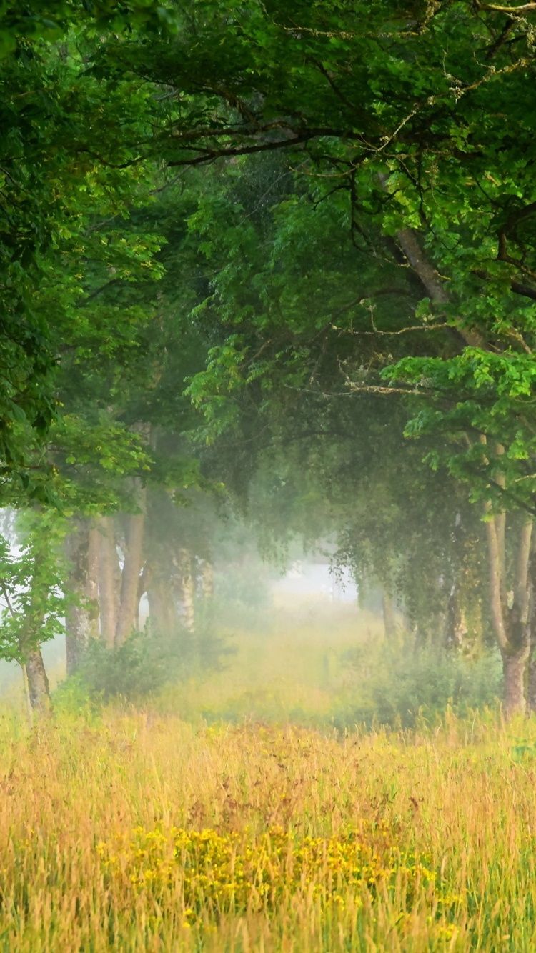 iPhone Wallpaper Summer Nature Scenery, Trees, Grass, Nature Wallpaper iPhone