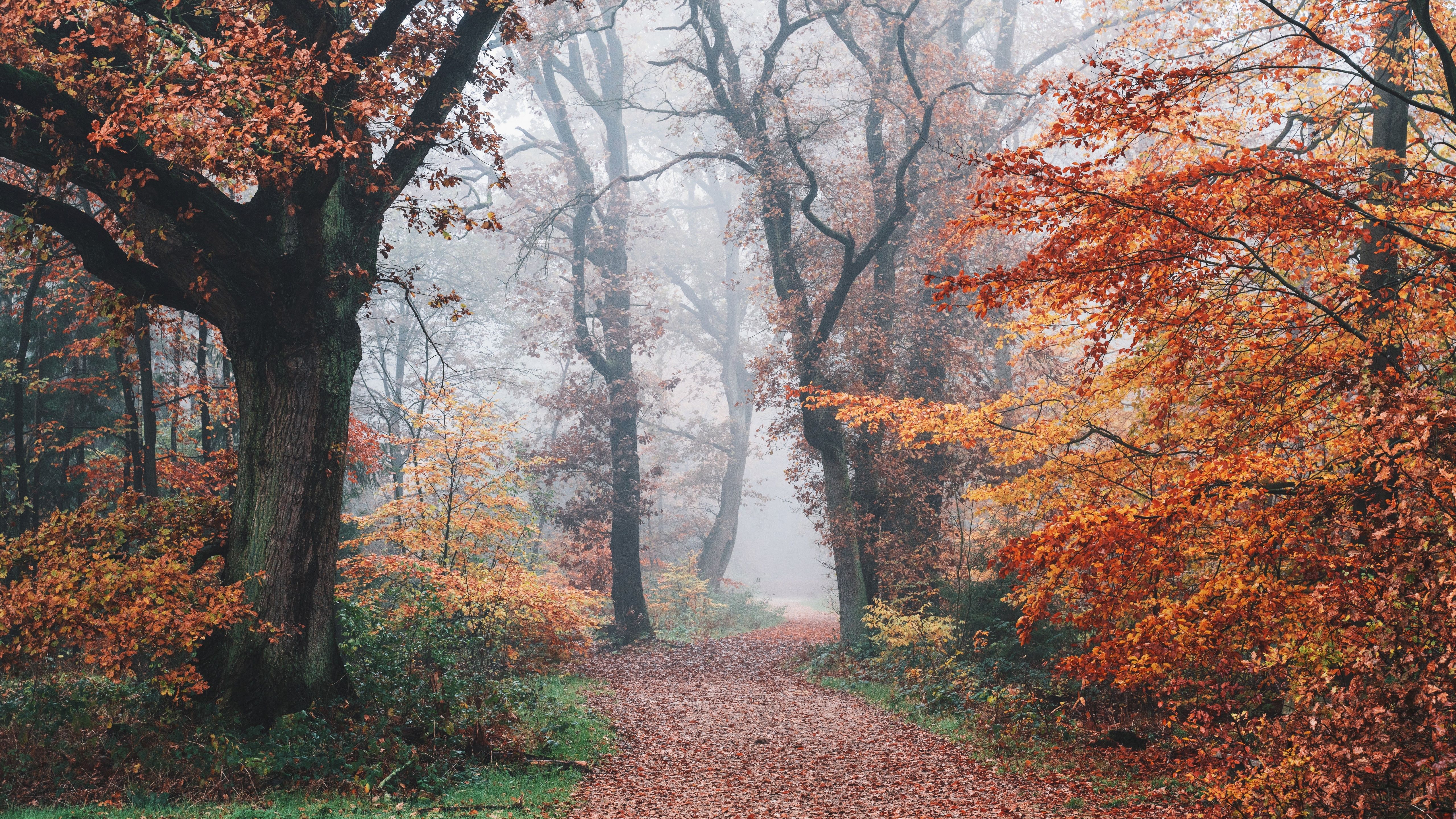 Autumn Wallpaper 4K, Forest, Fall Foliage, Trees, Foggy, Morning, 5K, Nature