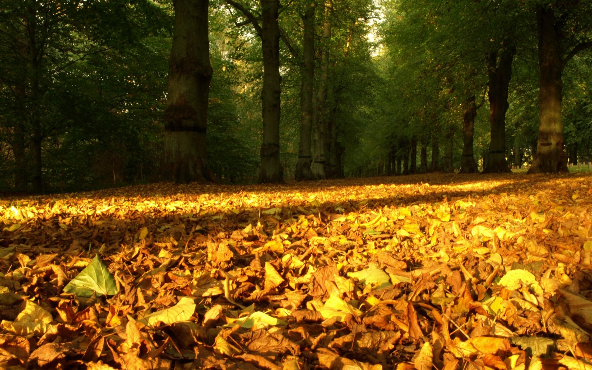 Autumn Leaves Carpet Wallpaper Autumn Nature Wallpaper in jpg format for free download