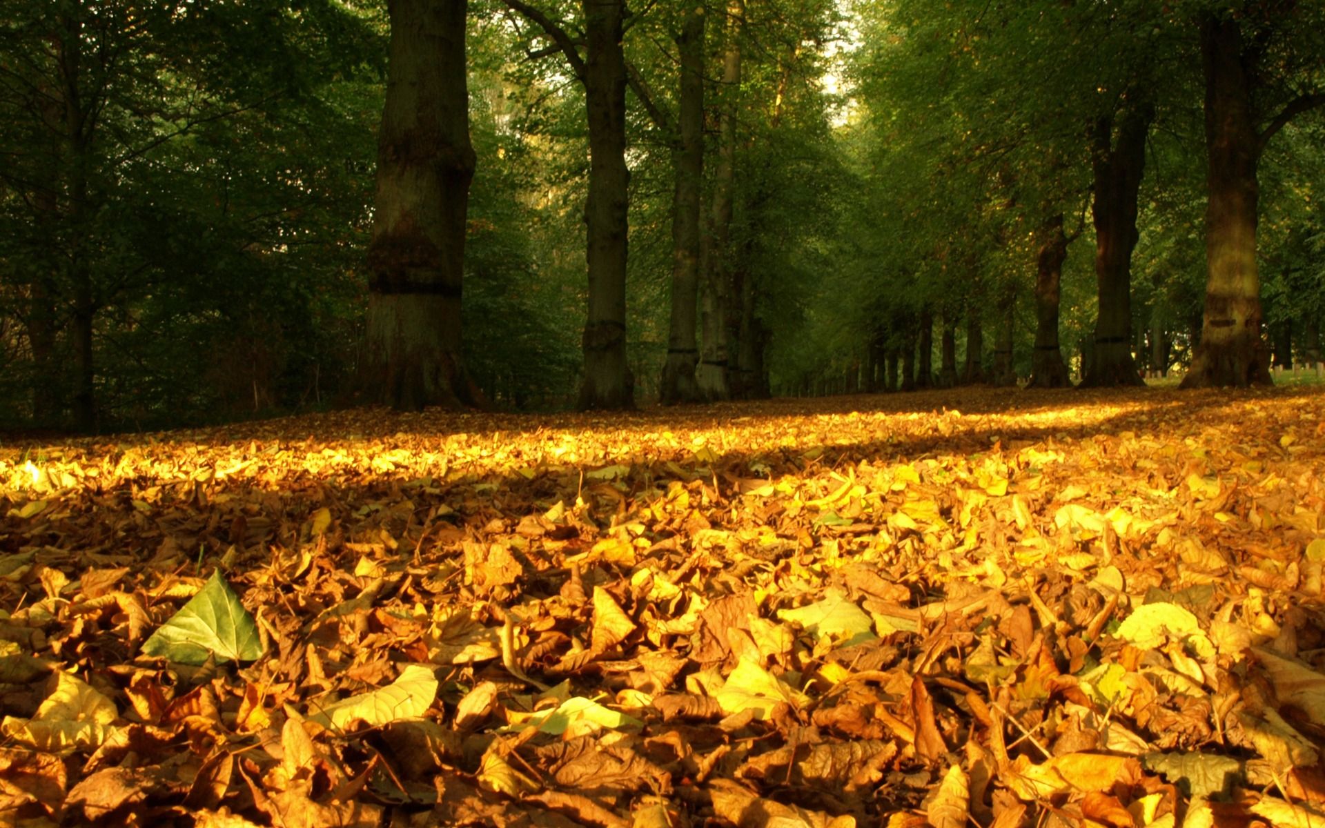 Autumn Leaves Carpet Wallpaper Autumn Nature Wallpaper in jpg format for free download