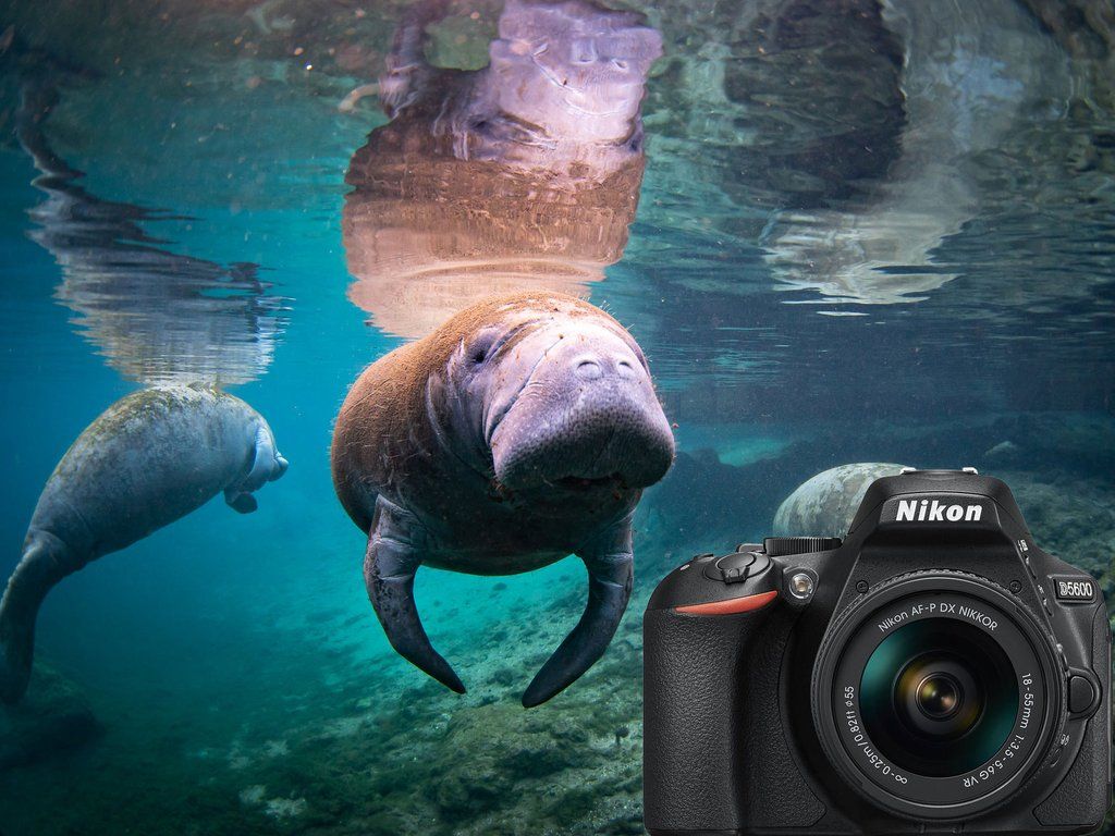 Nikon D5600 Underwater Photo