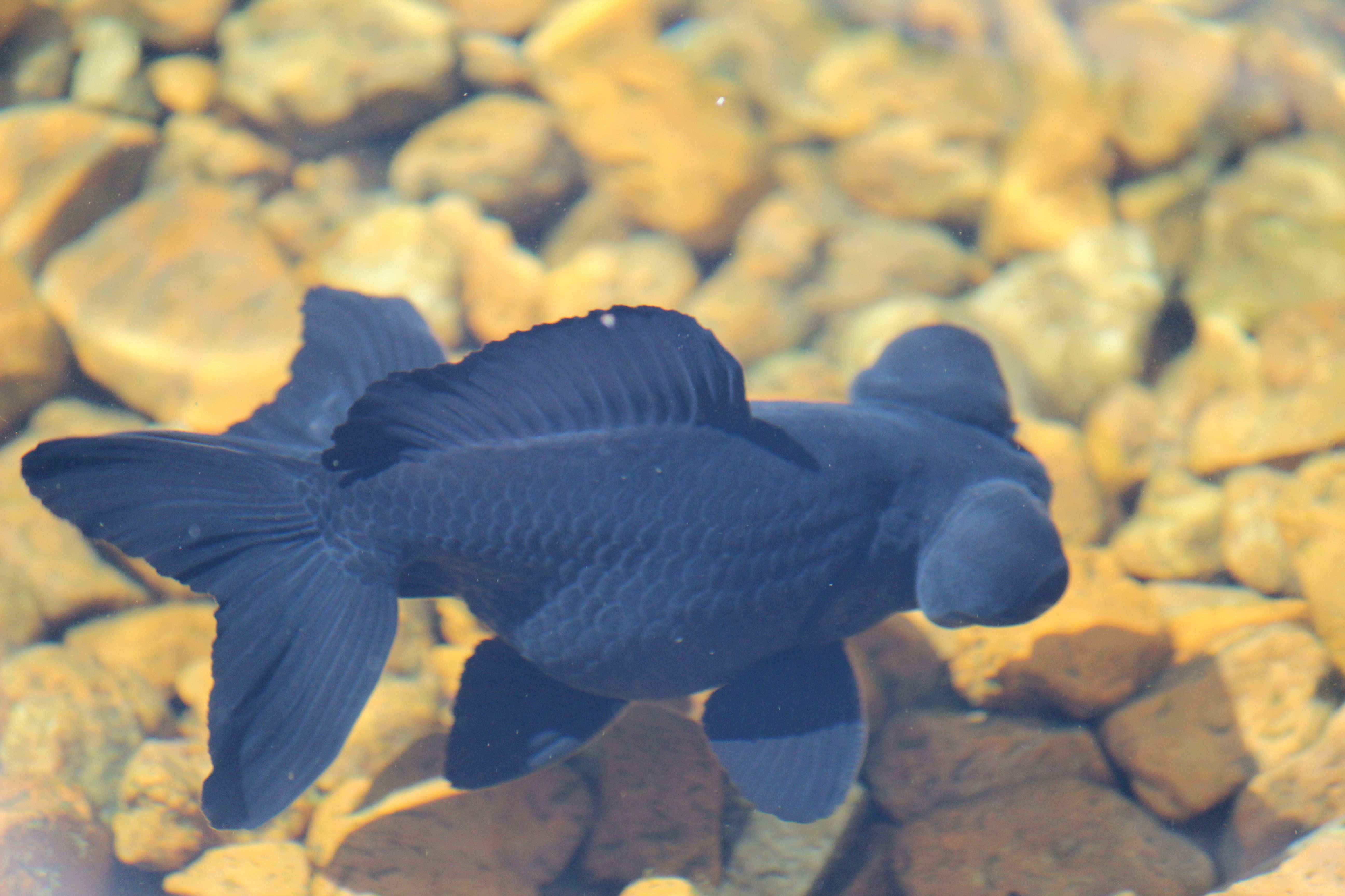 Black Demekin (with butterfly tail) Goldfish in garden pond. Black goldfish, Goldfish, Fish koi