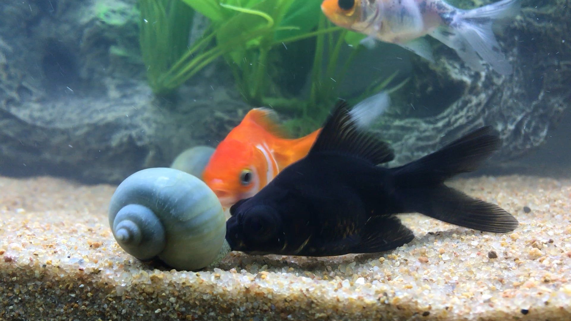 My black moor, Dart, trying to steal an algae wafer from one of my mystery snails