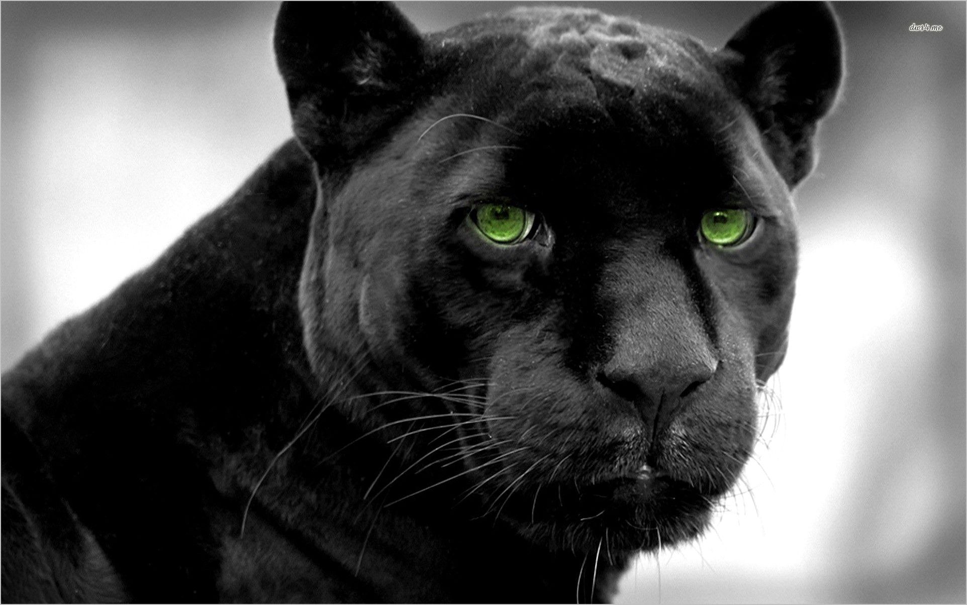 Black Puma Wallpaper 4k. Leopard paint, Lion painting, Black jaguar