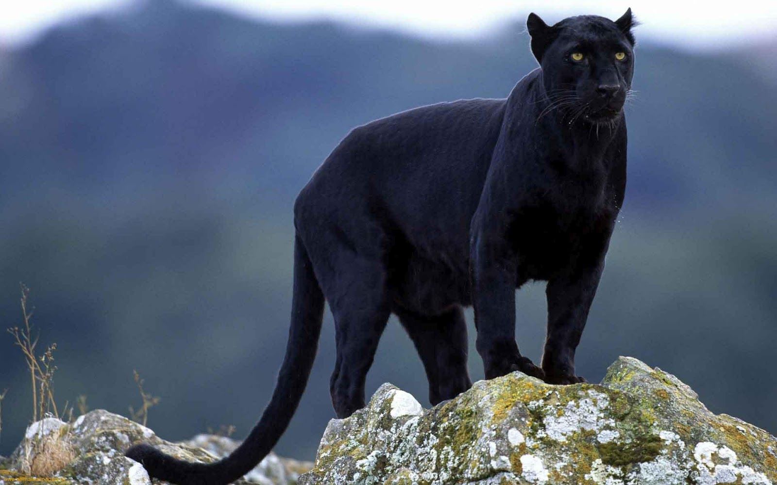 Animals Wallpaper: Black Puma With Yellow Eyes Wallpaper