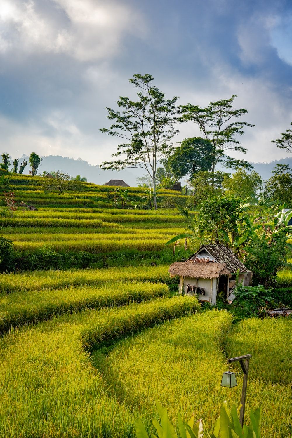 Rice Field Picture [HD]. Download Free Image