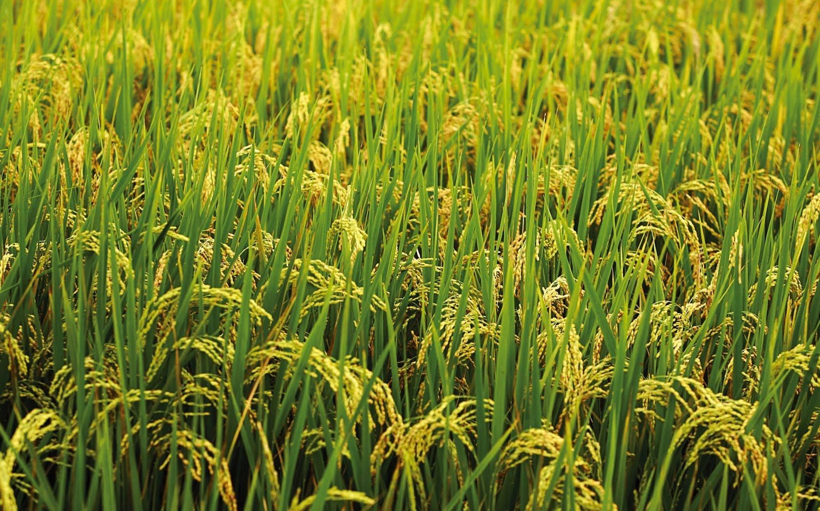 ▻ Seed to Rice. Rice Production in Bangladesh. Nature scenery, HD wallpaper 1080p nature, Plants wallpaper