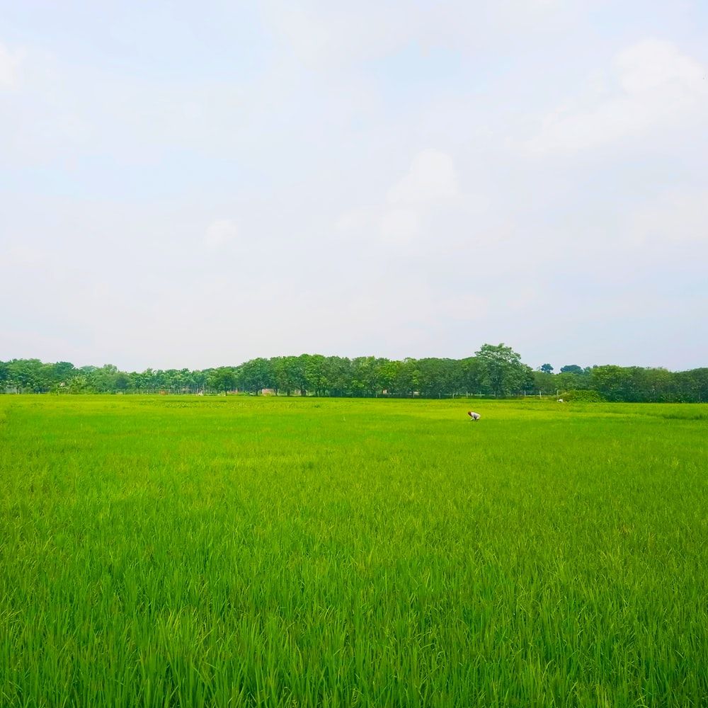 Paddy Field Picture. Download Free Image