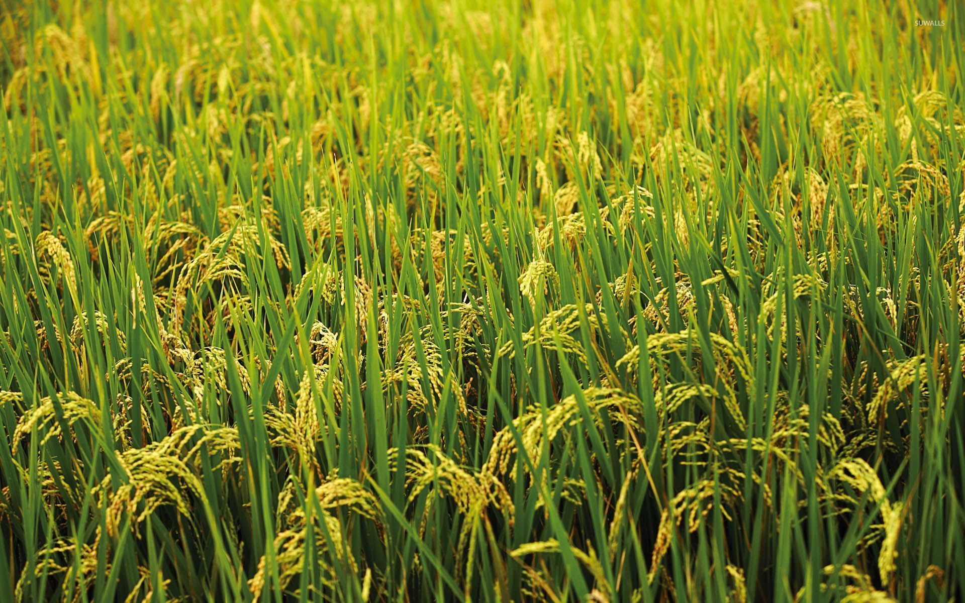 High Resolution Rice Field