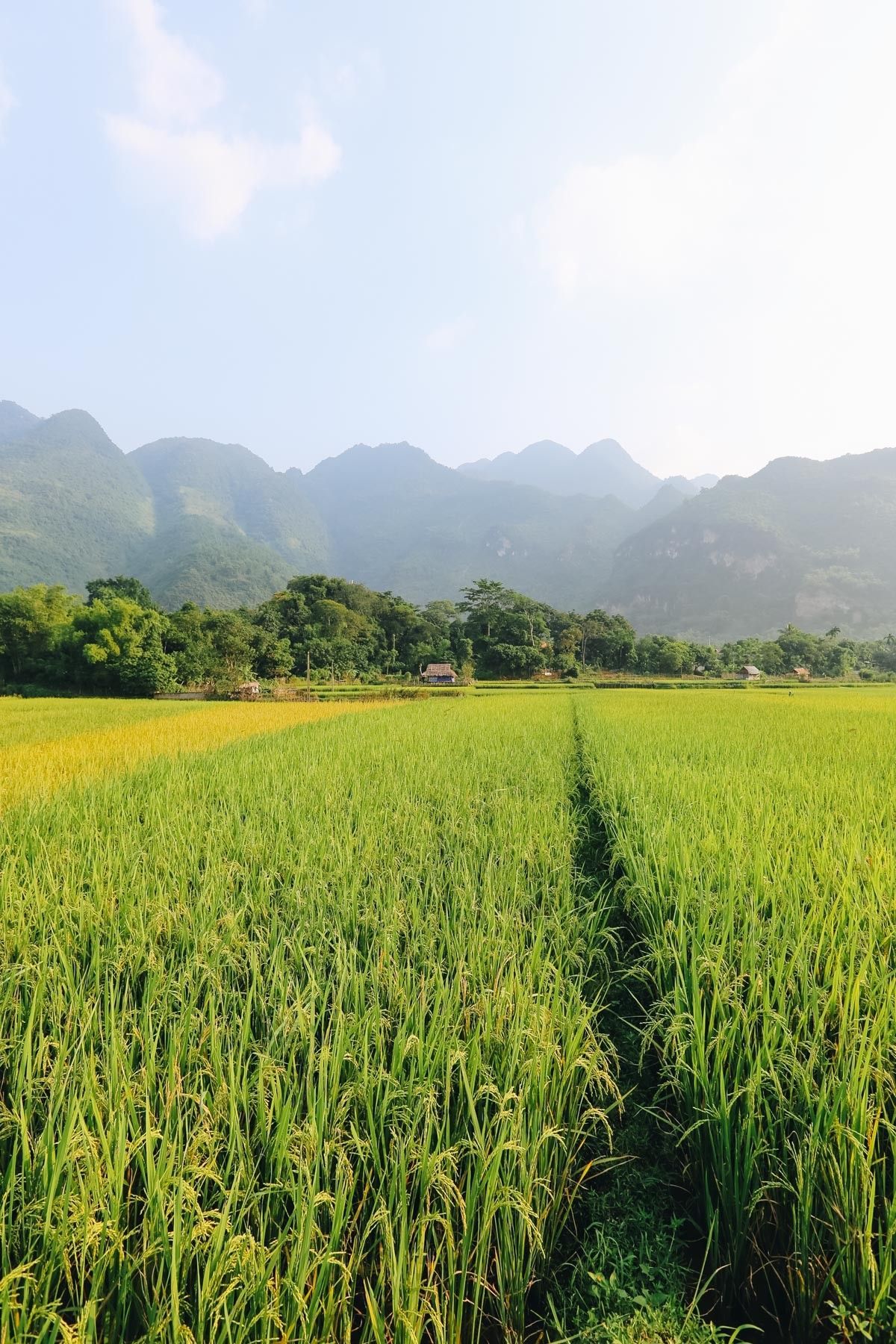 Rice field and mountains in Northern Vietnam. Fotografi, Fotografi seni, Seni