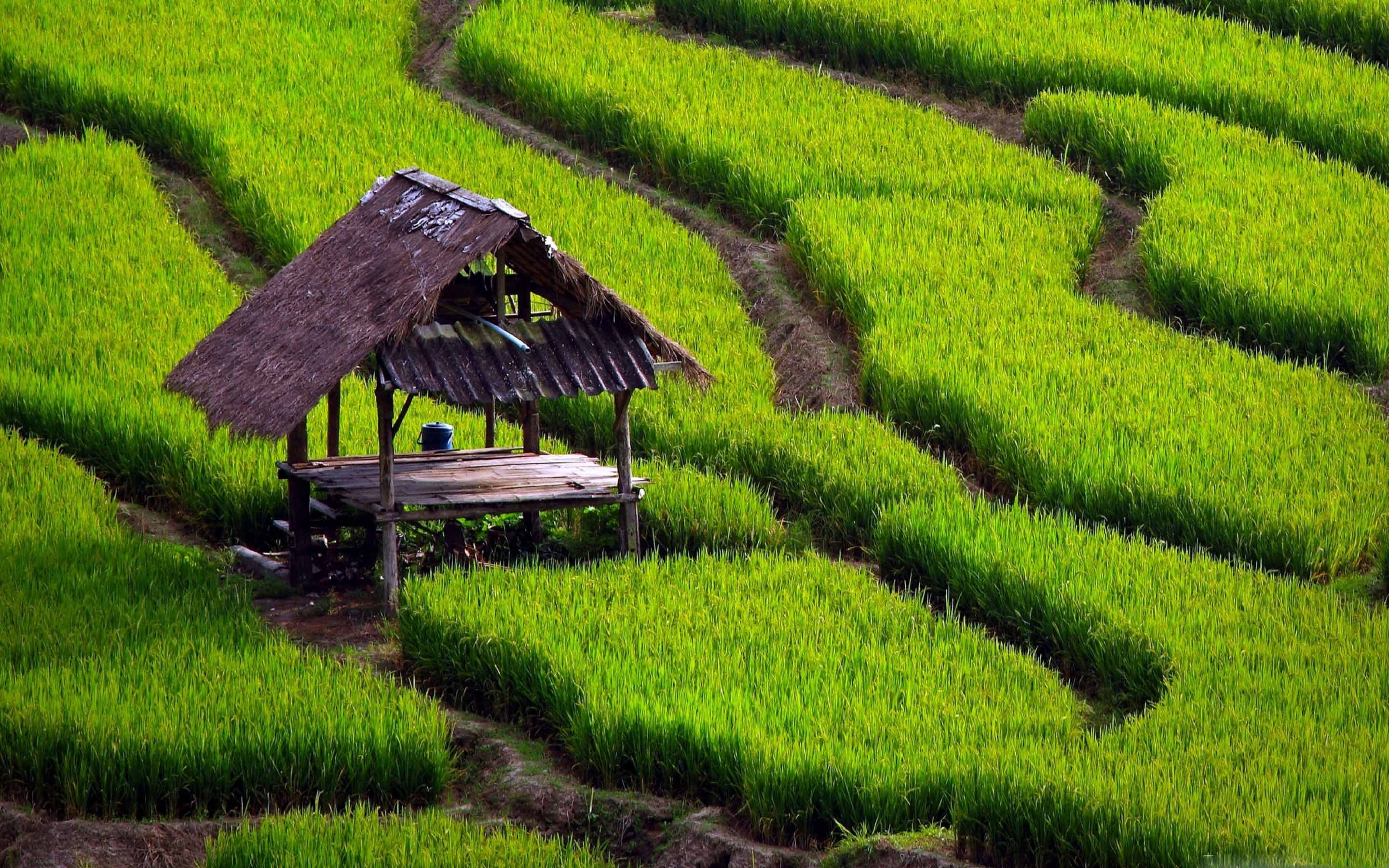 Rice Field Landscape MacBook Air Wallpaper Download