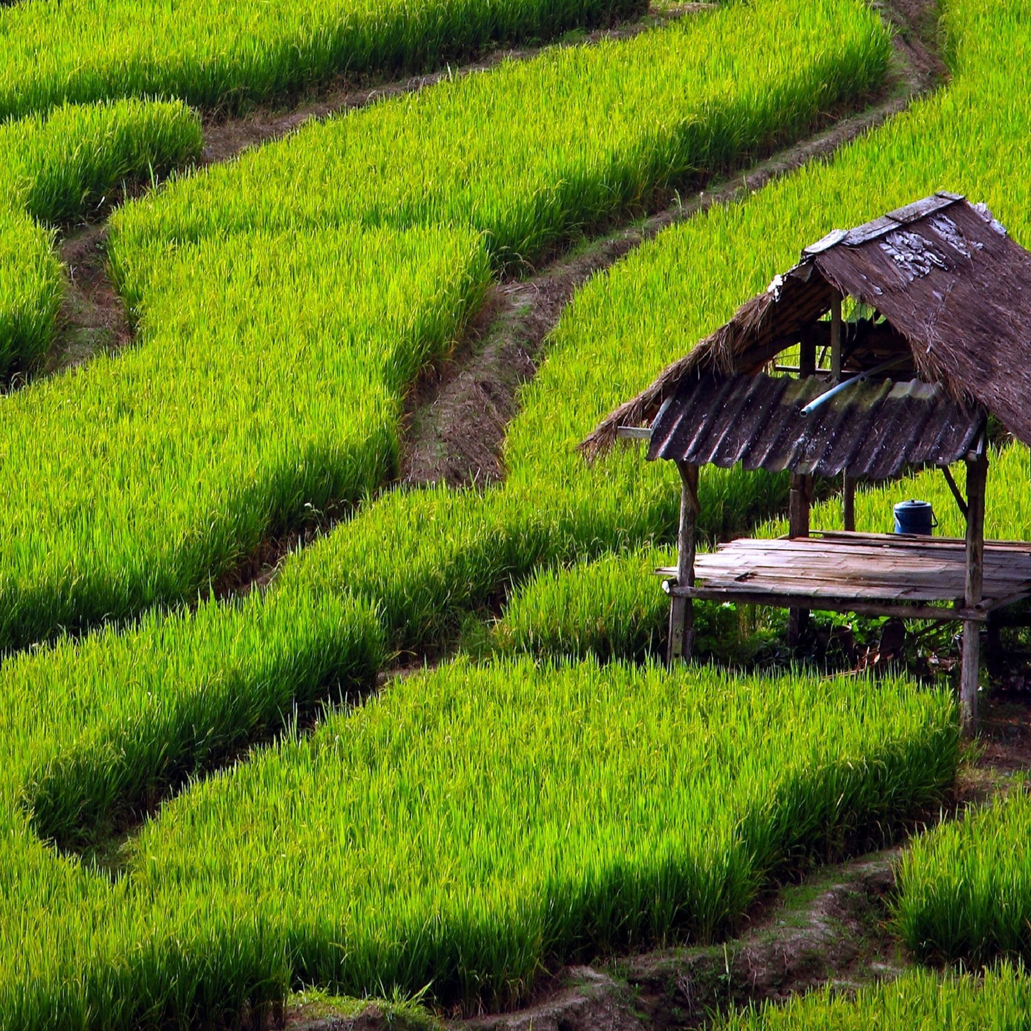 Rice Field Landscape iPad Air Wallpaper Free Download