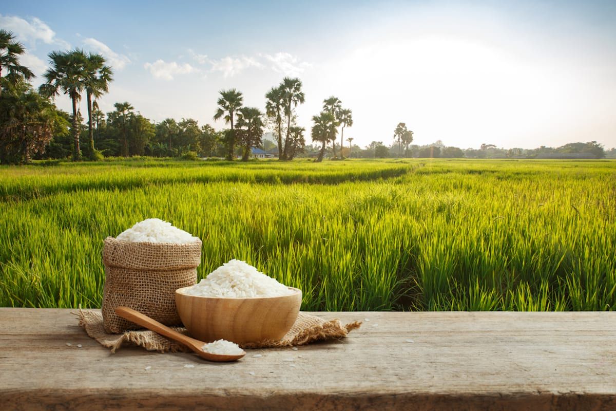 Free download Asian uncooked white rice with the rice field background Envirotec [1200x800] for your Desktop, Mobile & Tablet. Explore Field Background. Field Wallpaper, Sally Field Wallpaper, Open Field Wallpaper