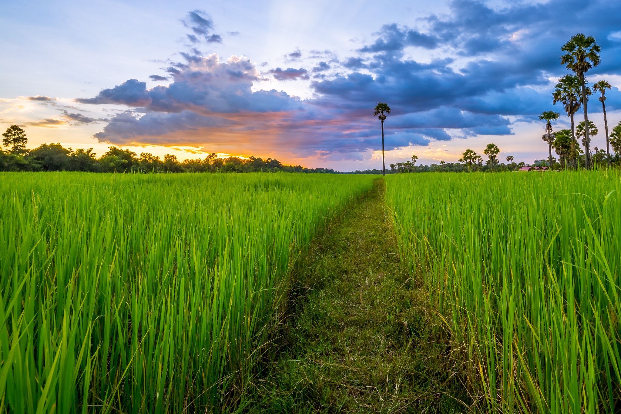 Cambodian Rice Field rice field near Siem Reap, Cambodia. Field wallpaper, Landscape picture, Photo background image