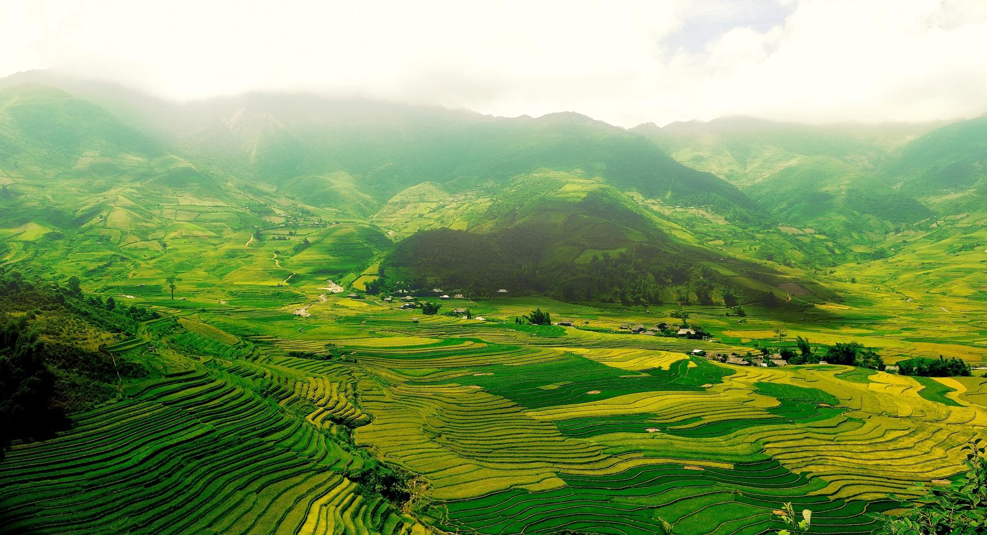 Rice Paddy Terraces Wallpaper HD Download