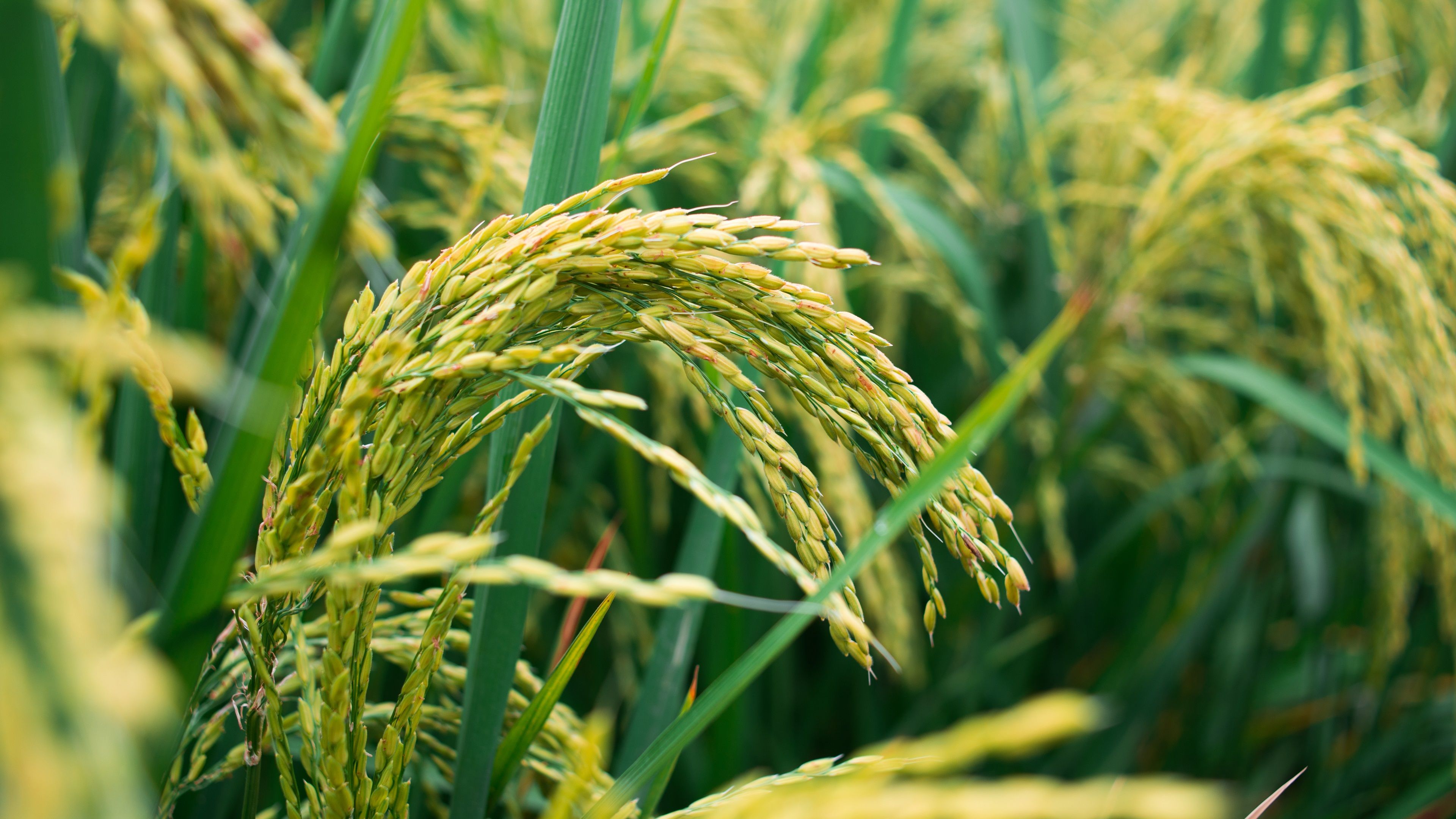 Wallpaper Rice Field, Grain