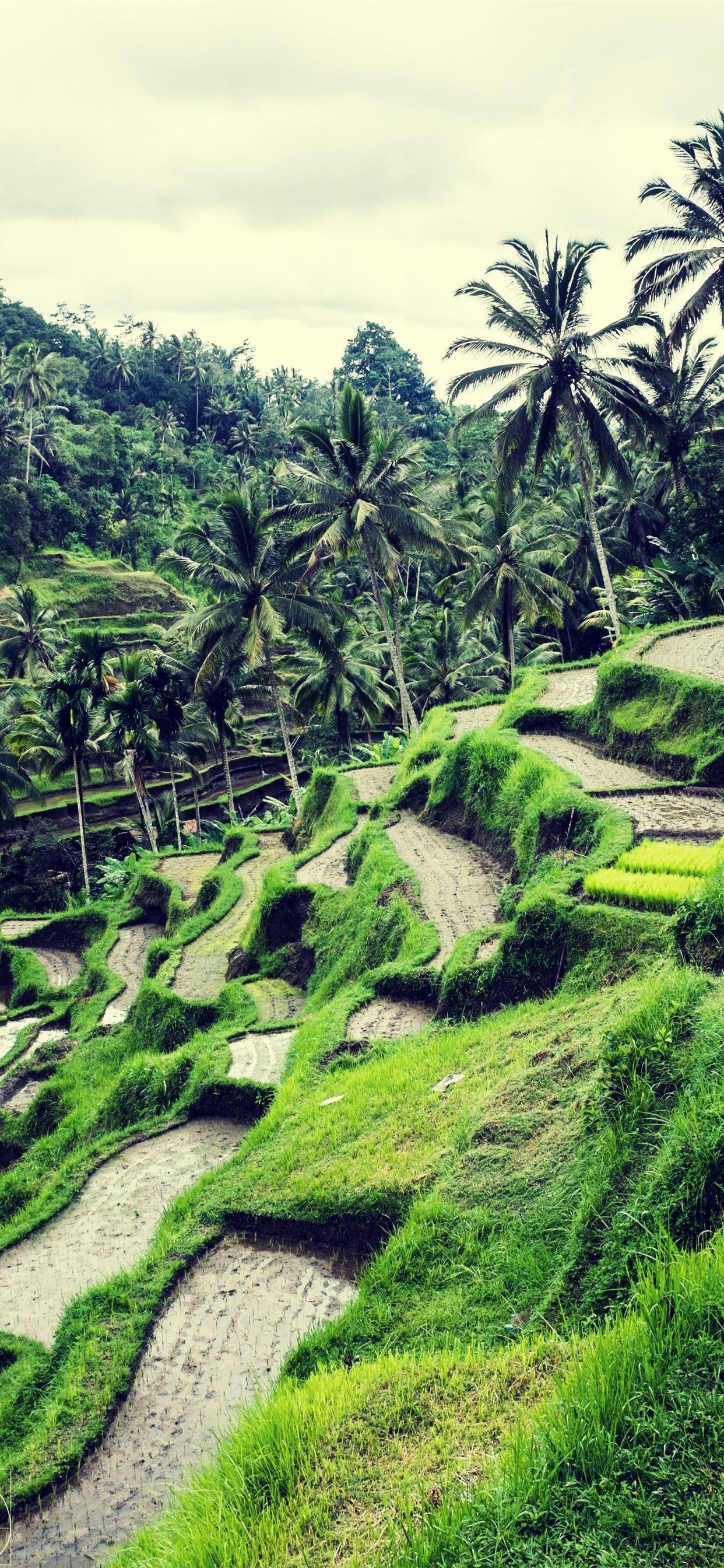 Rice Fields Bali Indonesia Top Free Rice Fields Ba. iPhone X Wallpaper Free Download