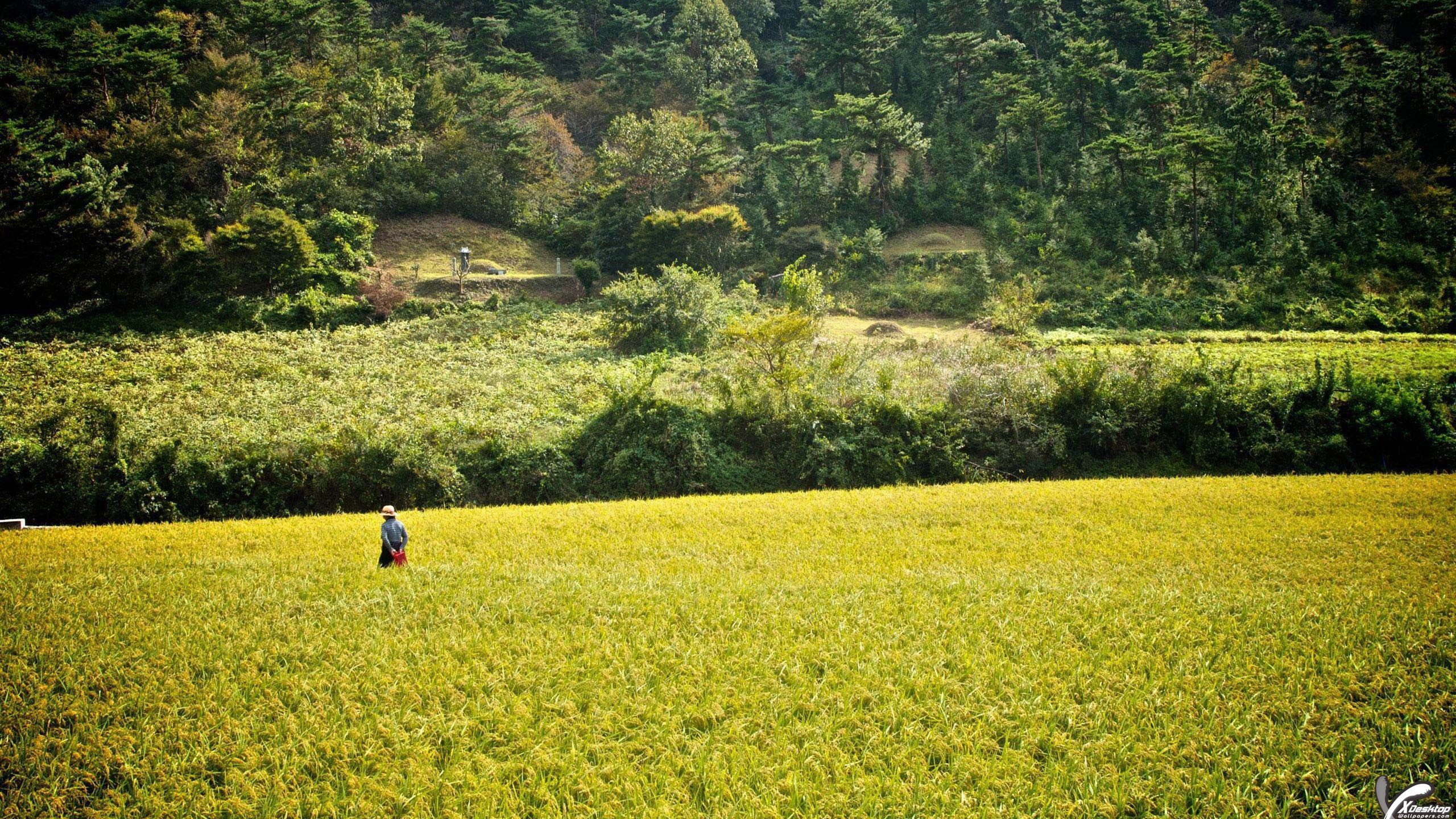 Beautiful Yellow Rice Field In Korea Wallpaper