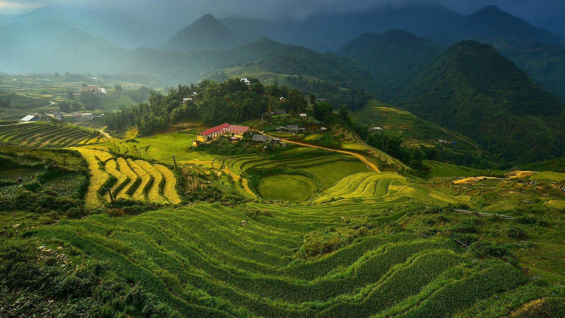 Rice fields in Vietnam: pics