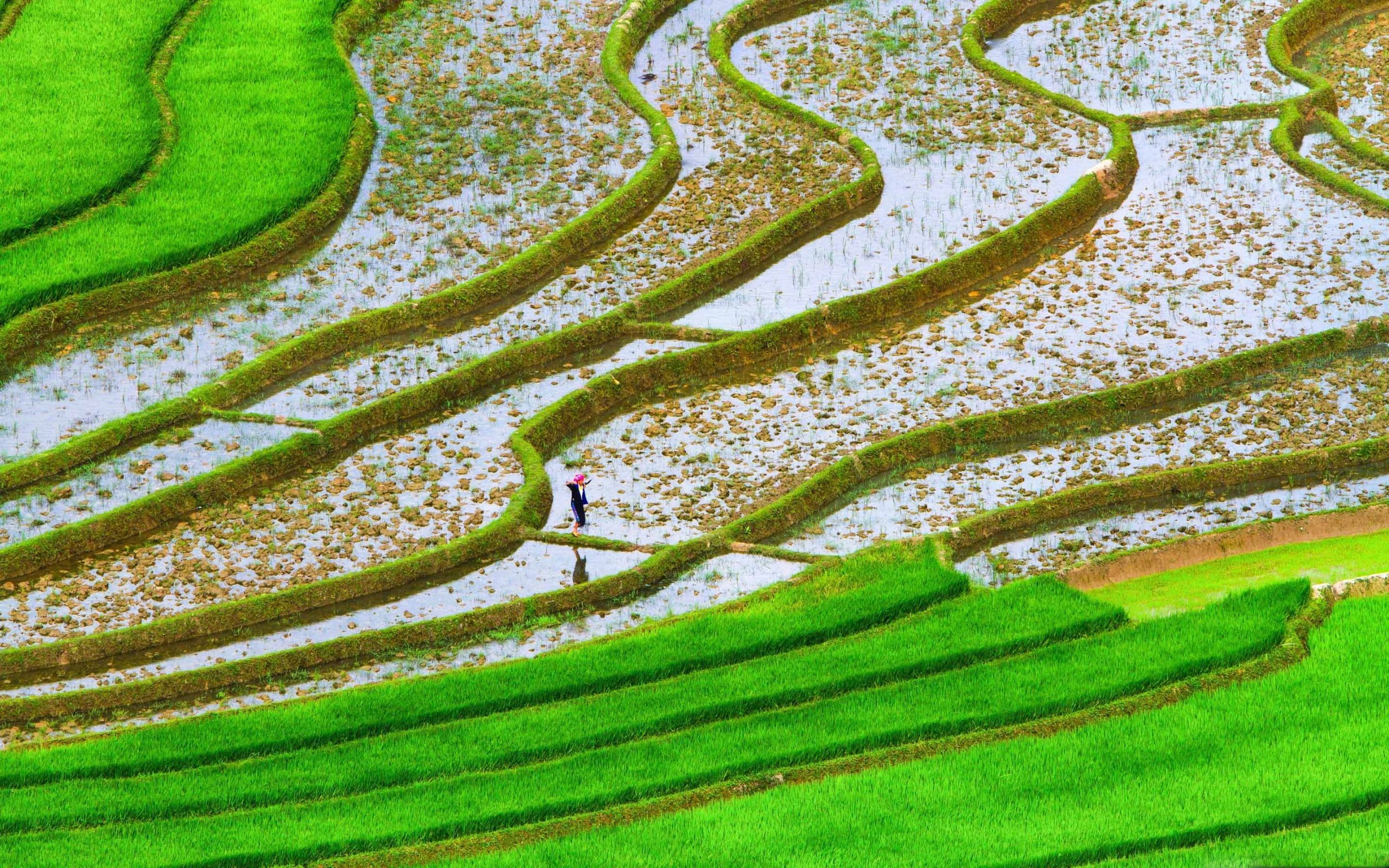 Rice Field Wallpaper, HD Rice Field Background on WallpaperBat