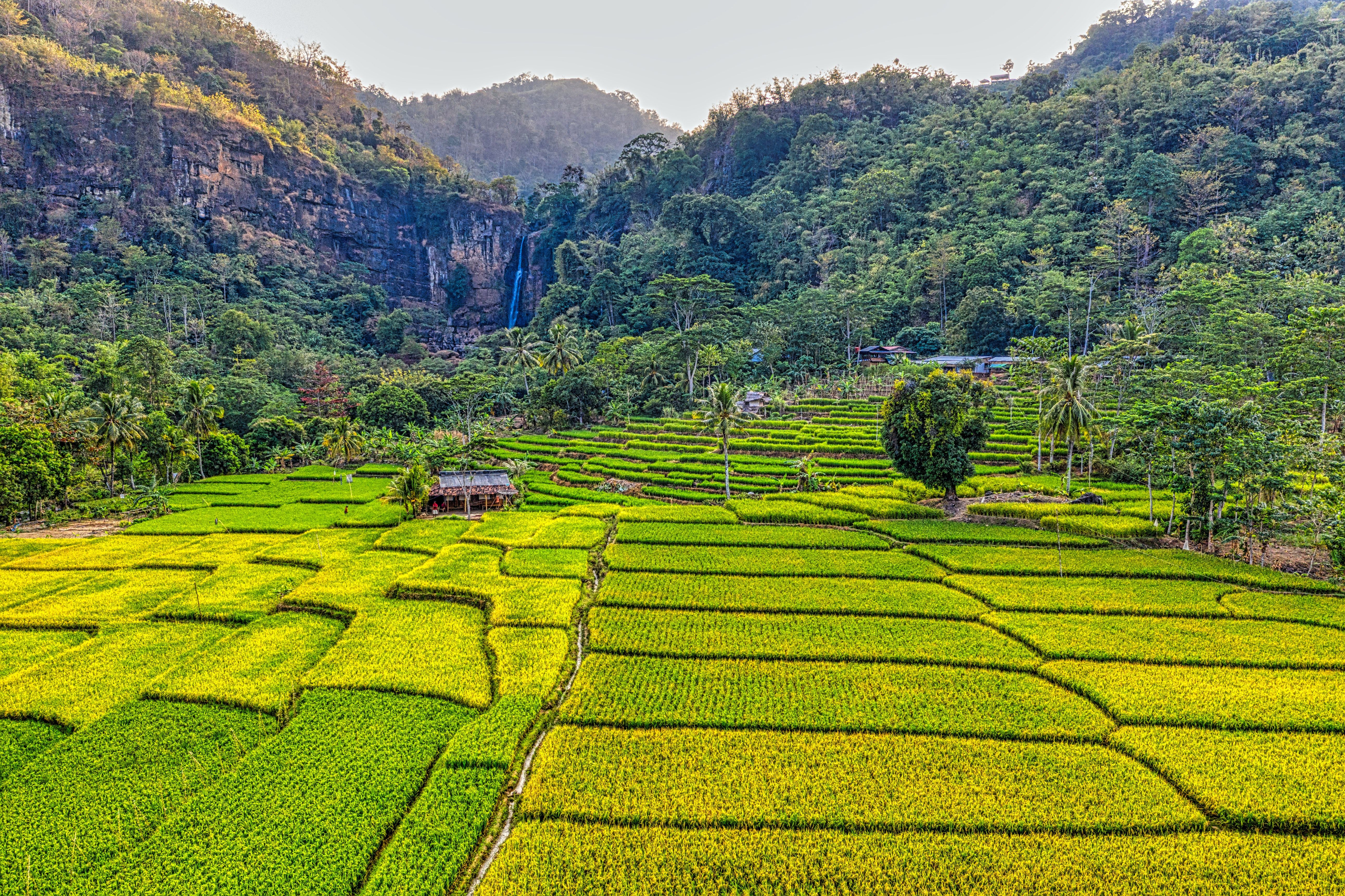 Rice Field Terraces · Free
