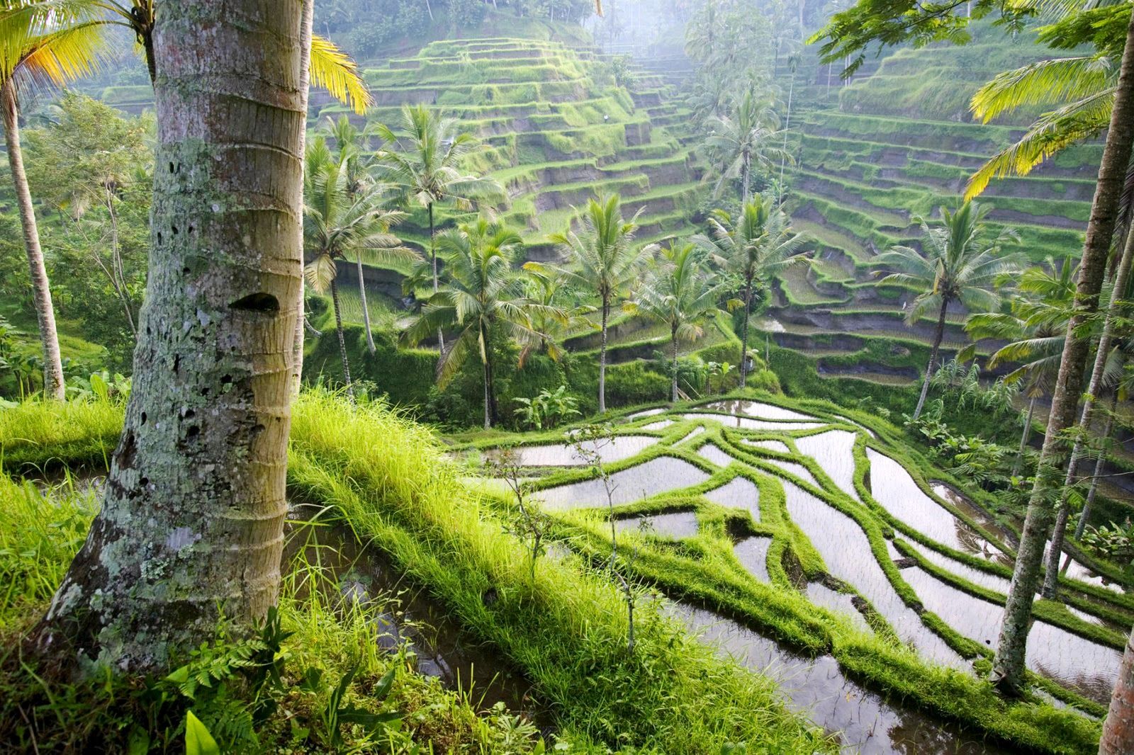 Central Wallpaper: Rice Fields HD Landscape Wallpaper