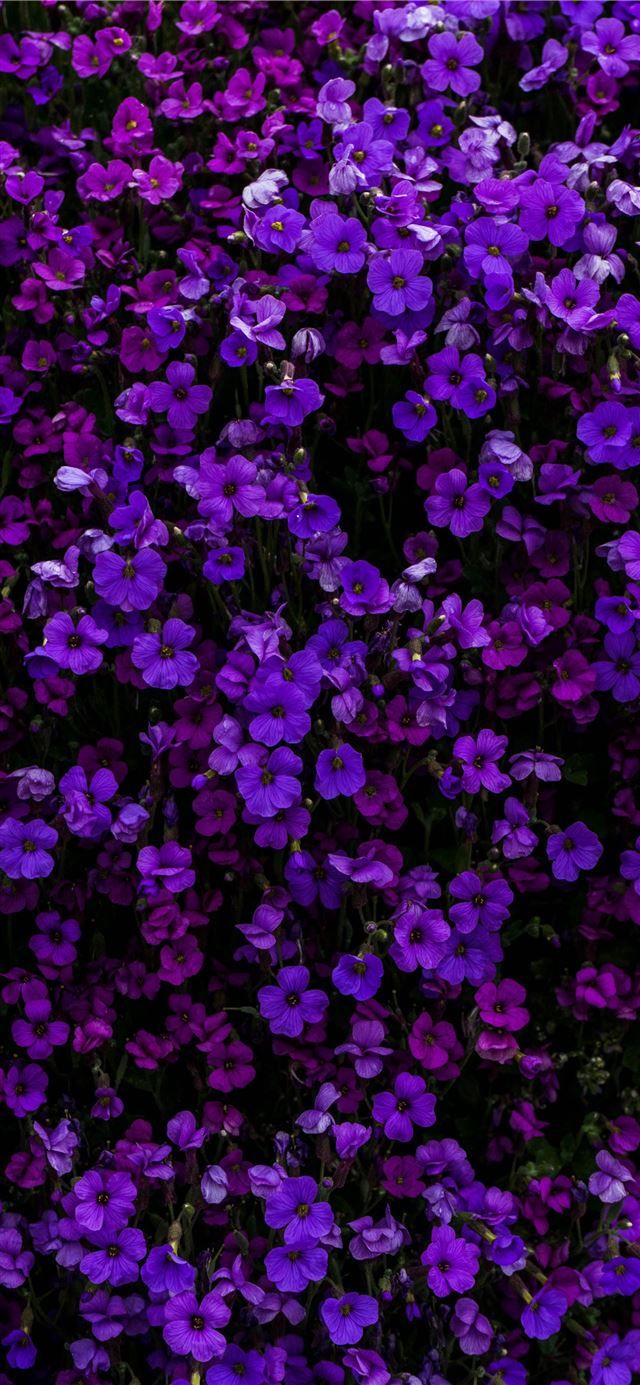 Latest Purple iPhone 11 HD Wallpaper
