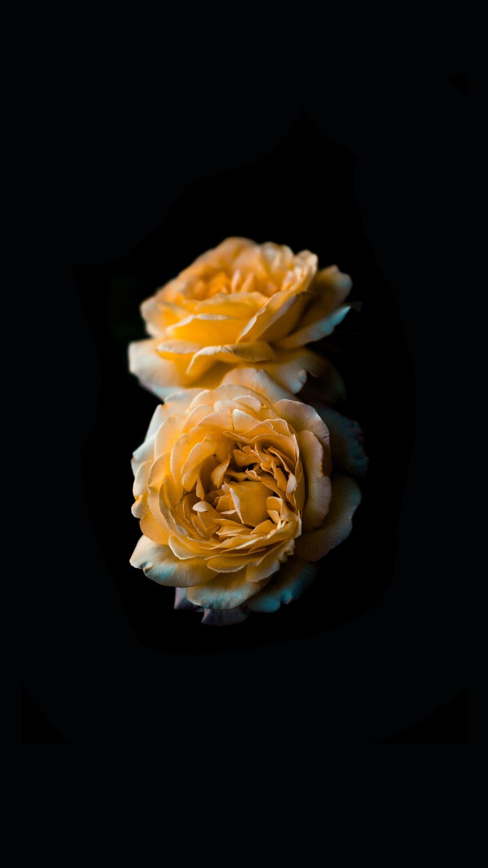 Golden Rose Picture. Download Free Image