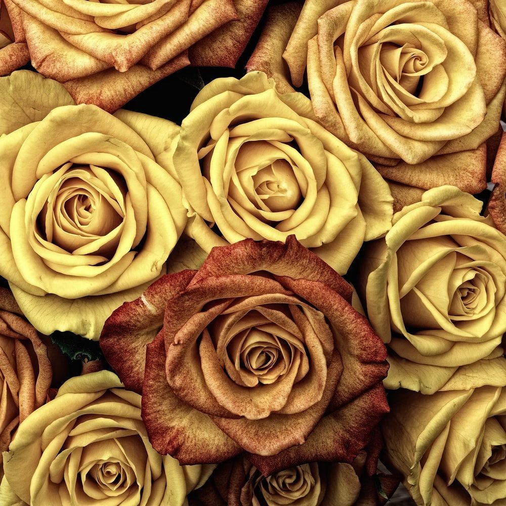 Gold Roses Picture. Download Free Image