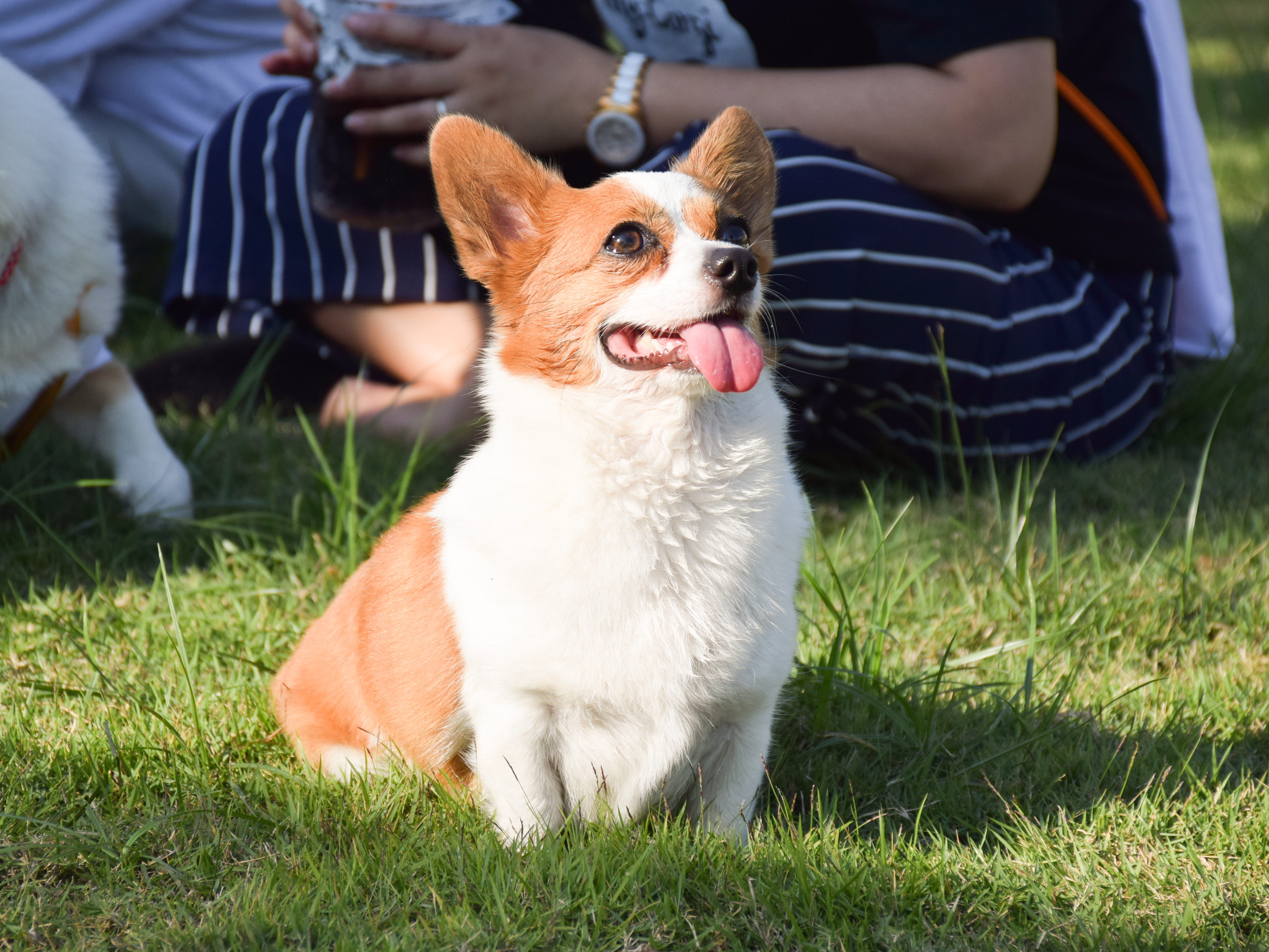 Photos Of Mixed Breed Dogs That'll Make Your Day