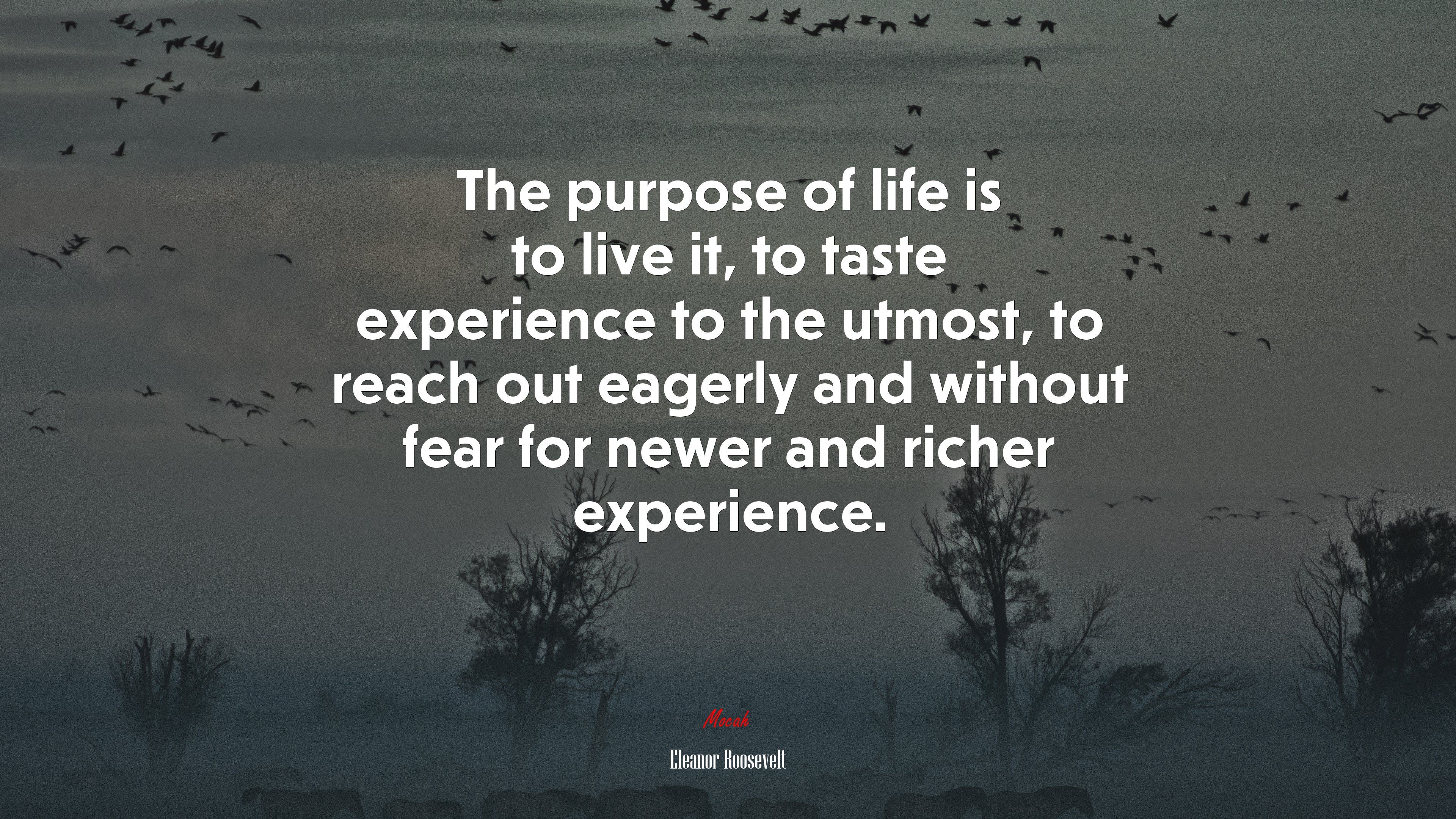 The purpose of life is to live it, to taste experience to the utmost, to reach out eagerly and without fear for newer and richer experience. Eleanor Roosevelt quote, 4k