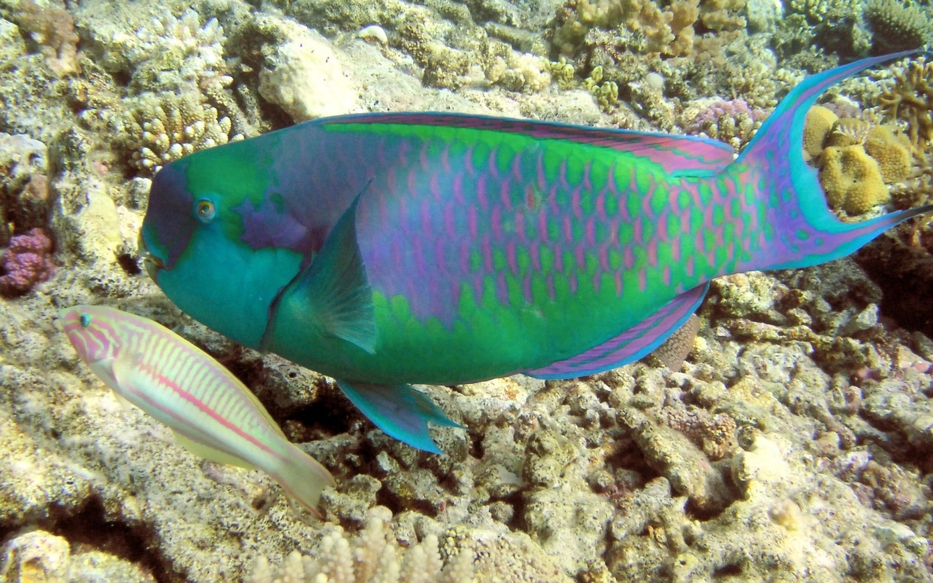 Parrot Fish Wallpapers - Wallpaper Cave