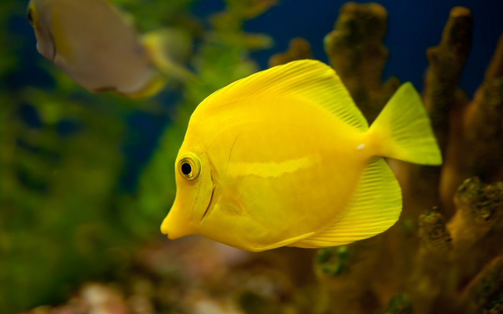 Free download Aquarium Fish Yellow Tang Fish Wallpaper Animals Library [1600x1000] for your Desktop, Mobile & Tablet. Explore Articles on the Yellow Wallpaper. The Yellow Wallpaper Background Information, Criticism