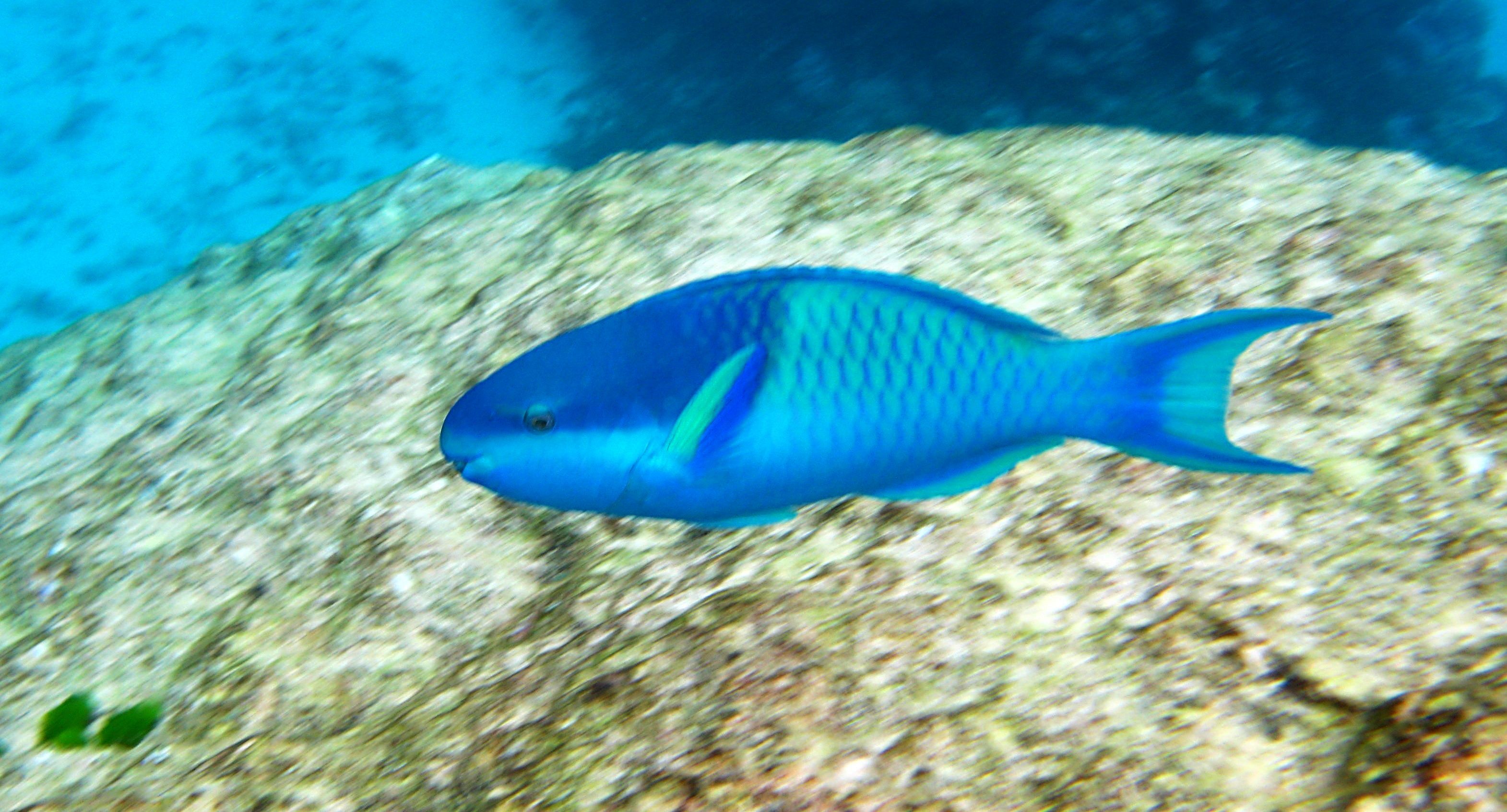 фото рыбы синий
