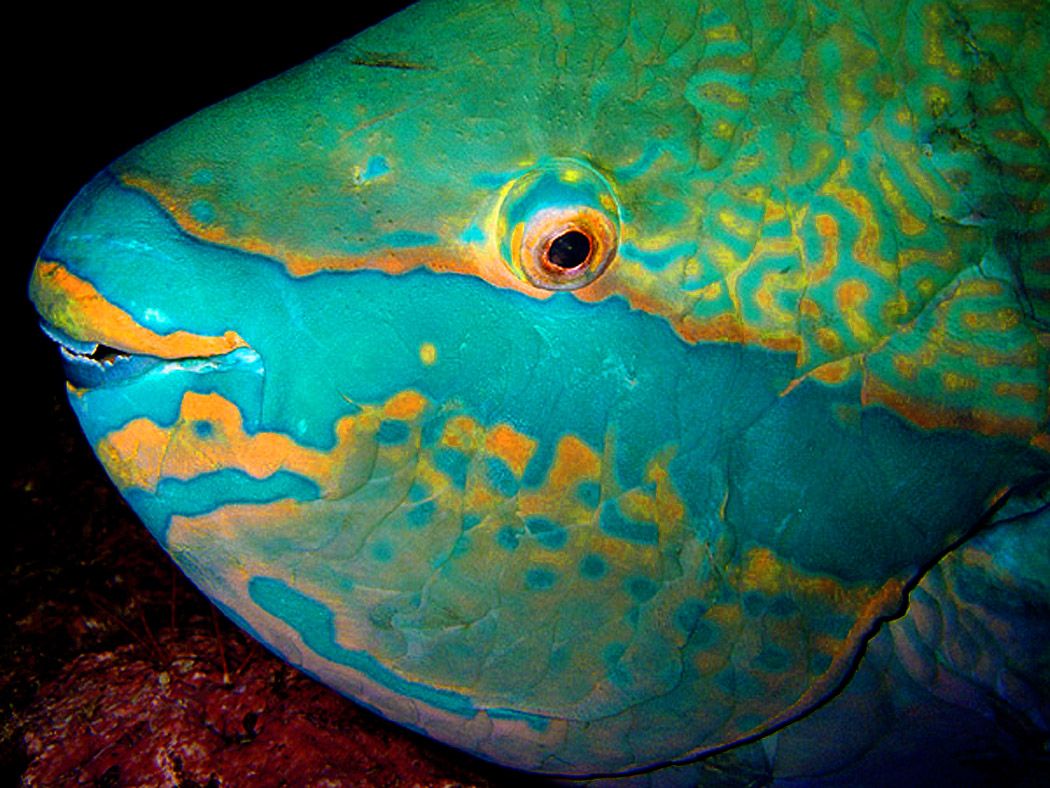 Face parrotfish photo and wallpaper. Cute Face parrotfish picture