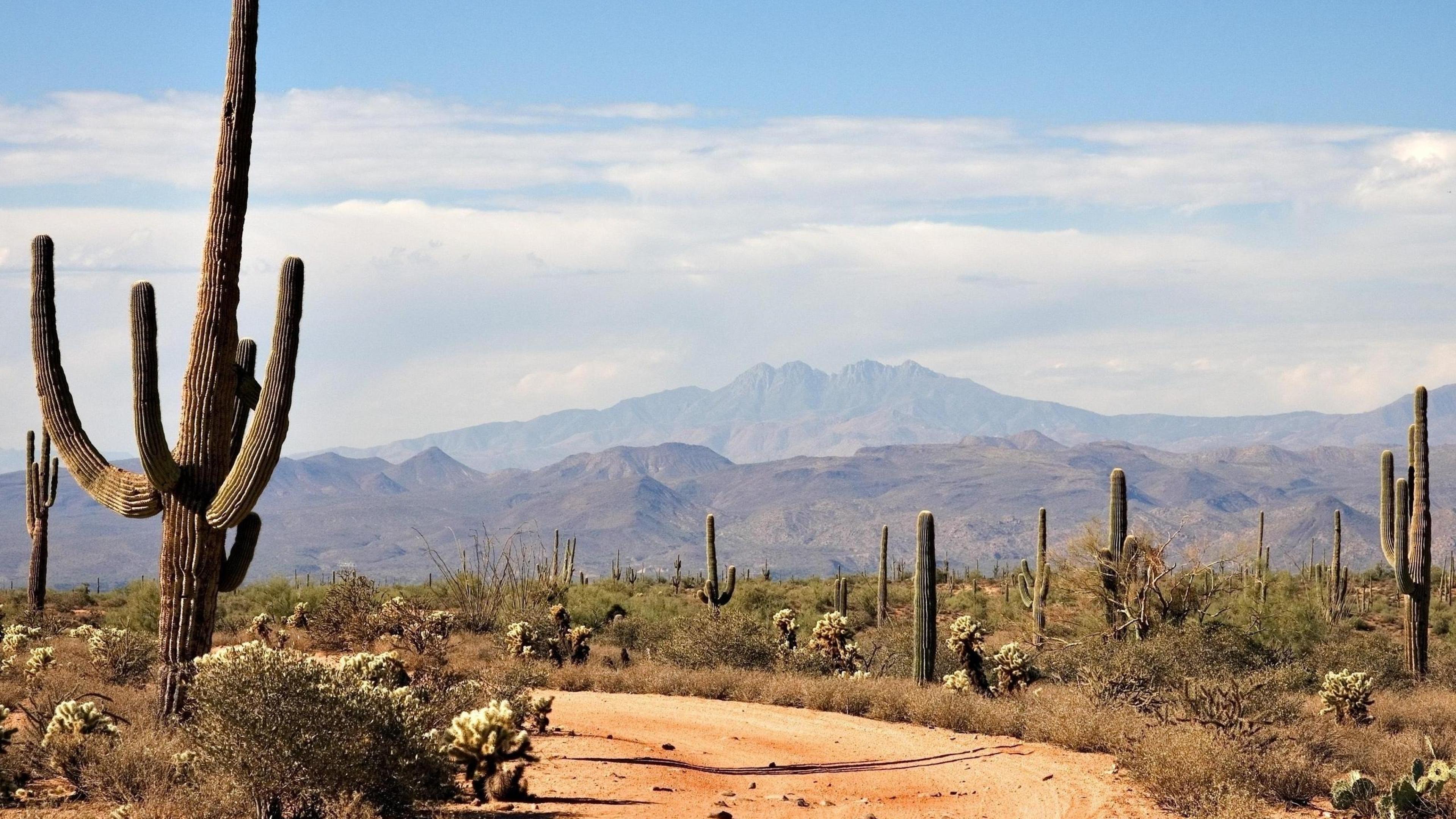 √ Cactus Desert Landscape Wallpaper