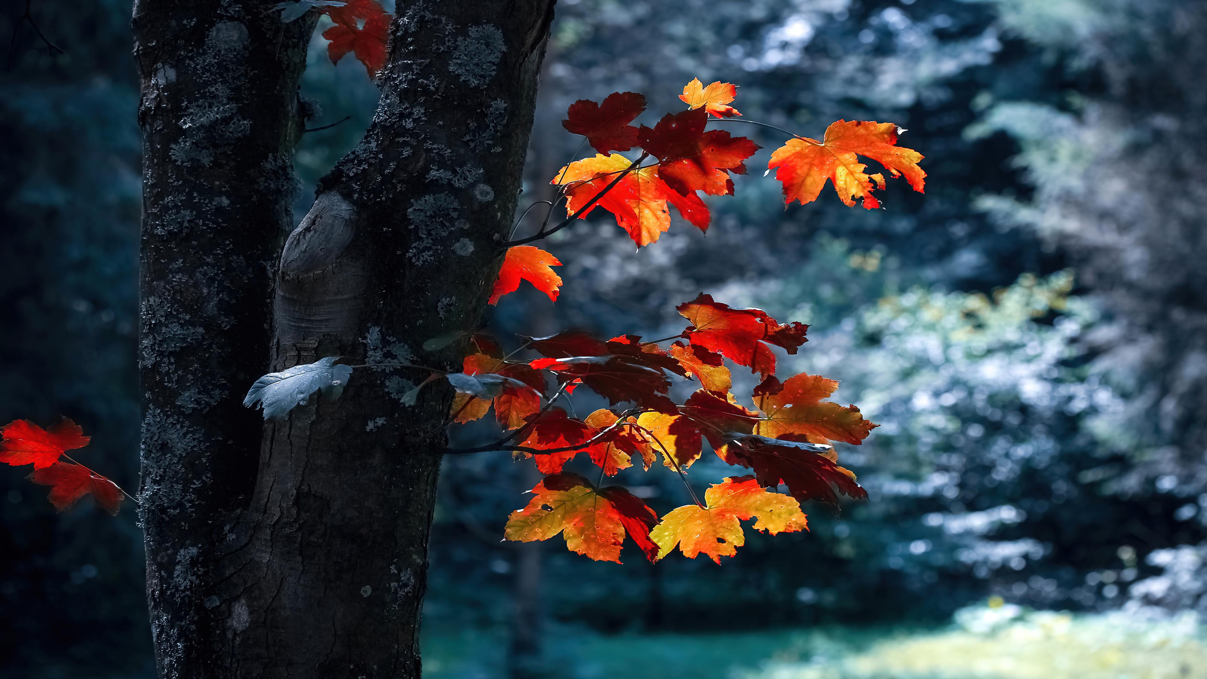 Leaves 4K wallpaper for your desktop or mobile screen free and easy to download