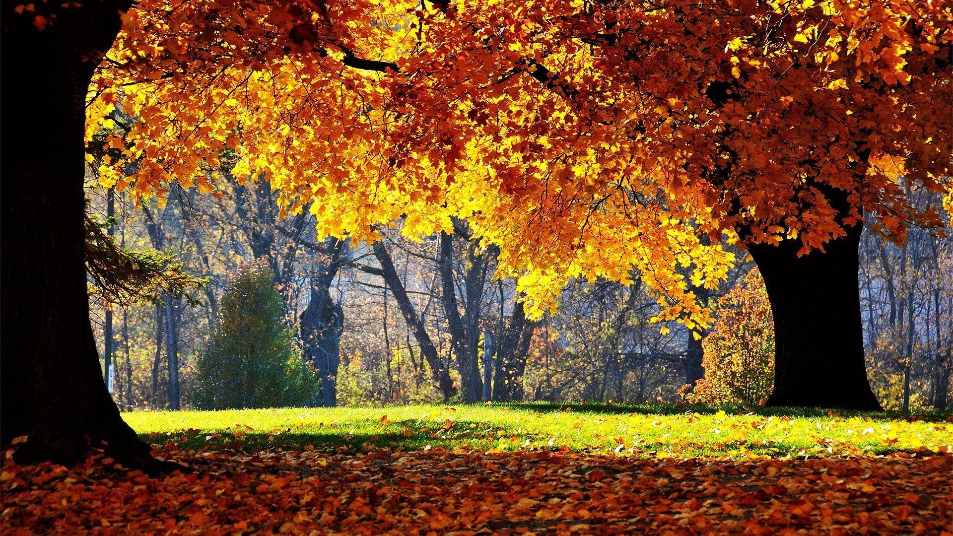 of Autumn 4K wallpaper for your desktop or mobile screen