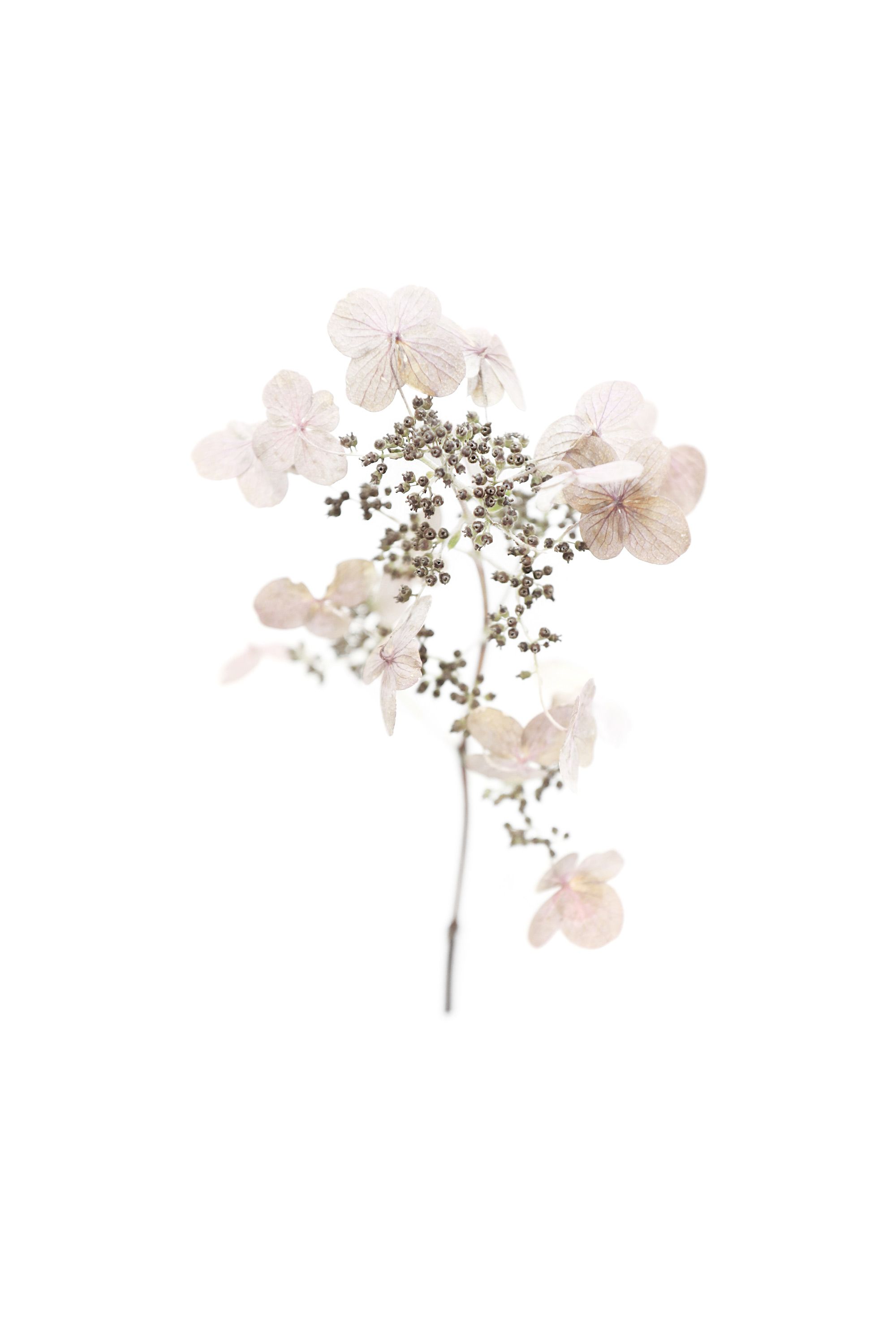 Dried Flowers Wallpaper Free Dried Flowers Background