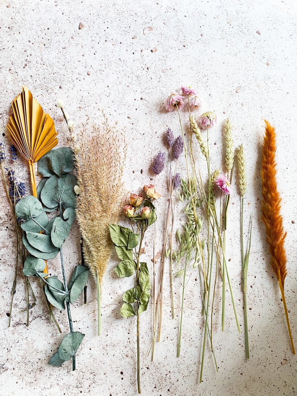 Dried Flowers Picture. Download Free Image