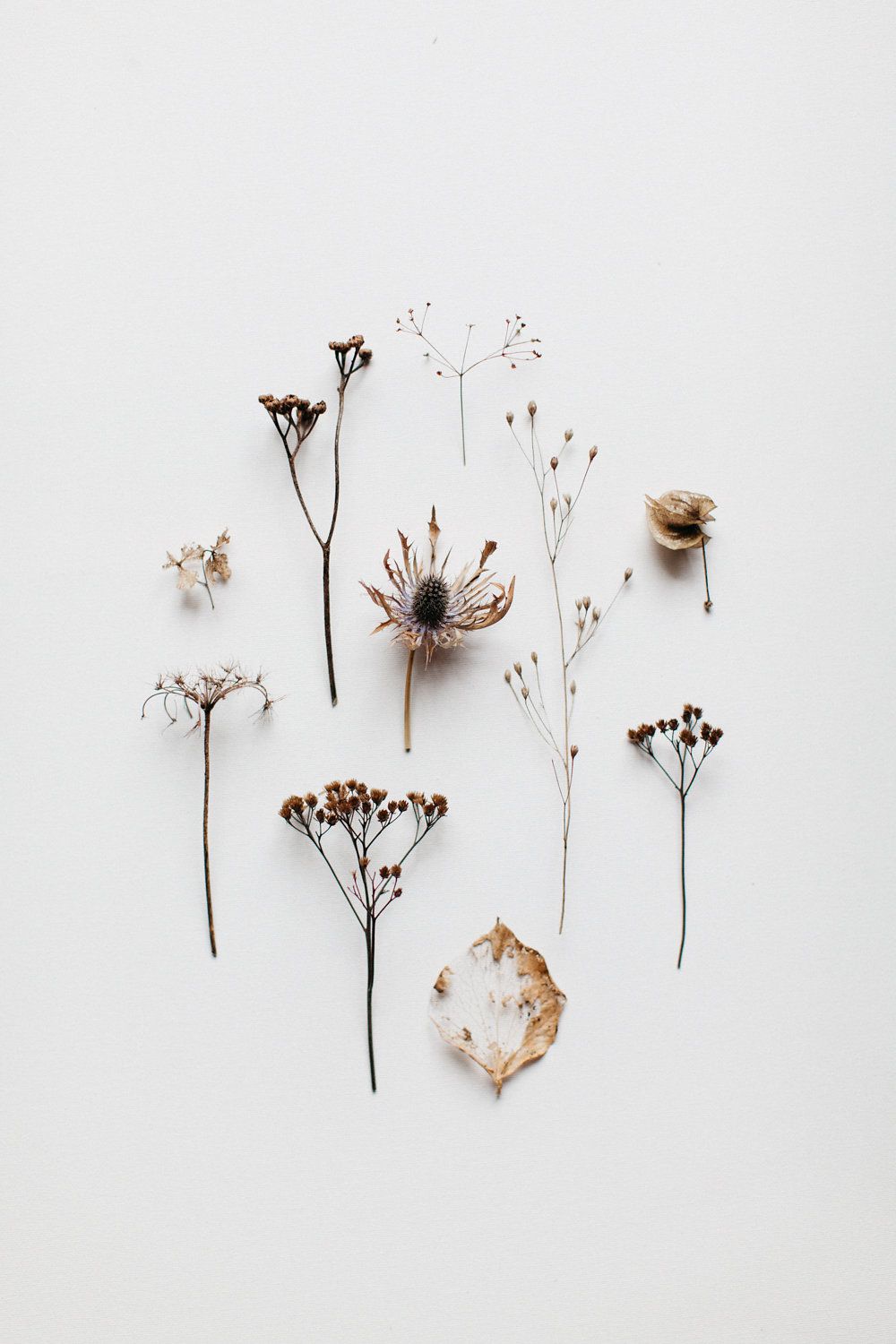 Flower aesthetic, Dried flowers, Flat lay photography