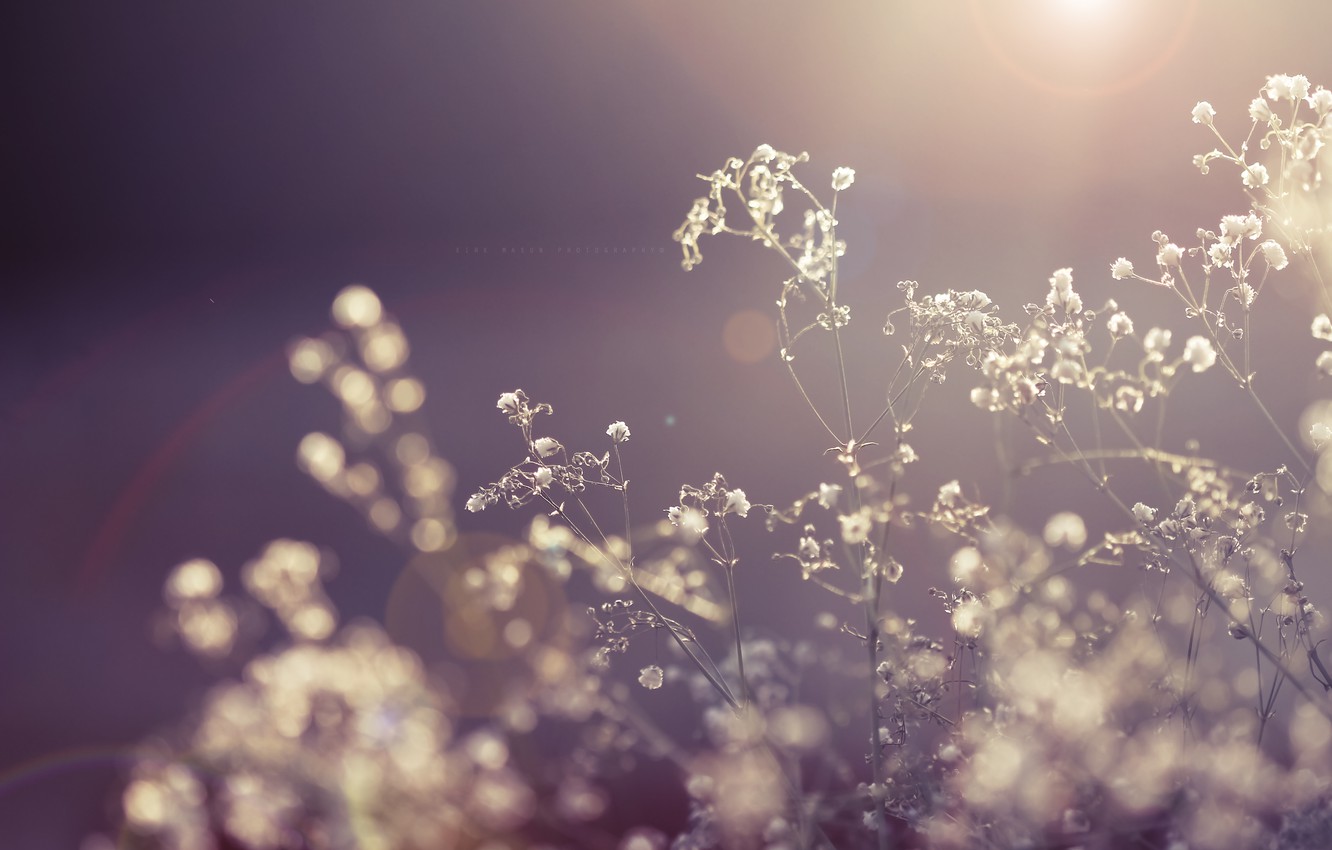 Wallpaper the sun, macro, rays, light, flowers, nature, plant, dry, the dried flowers image for desktop, section макро