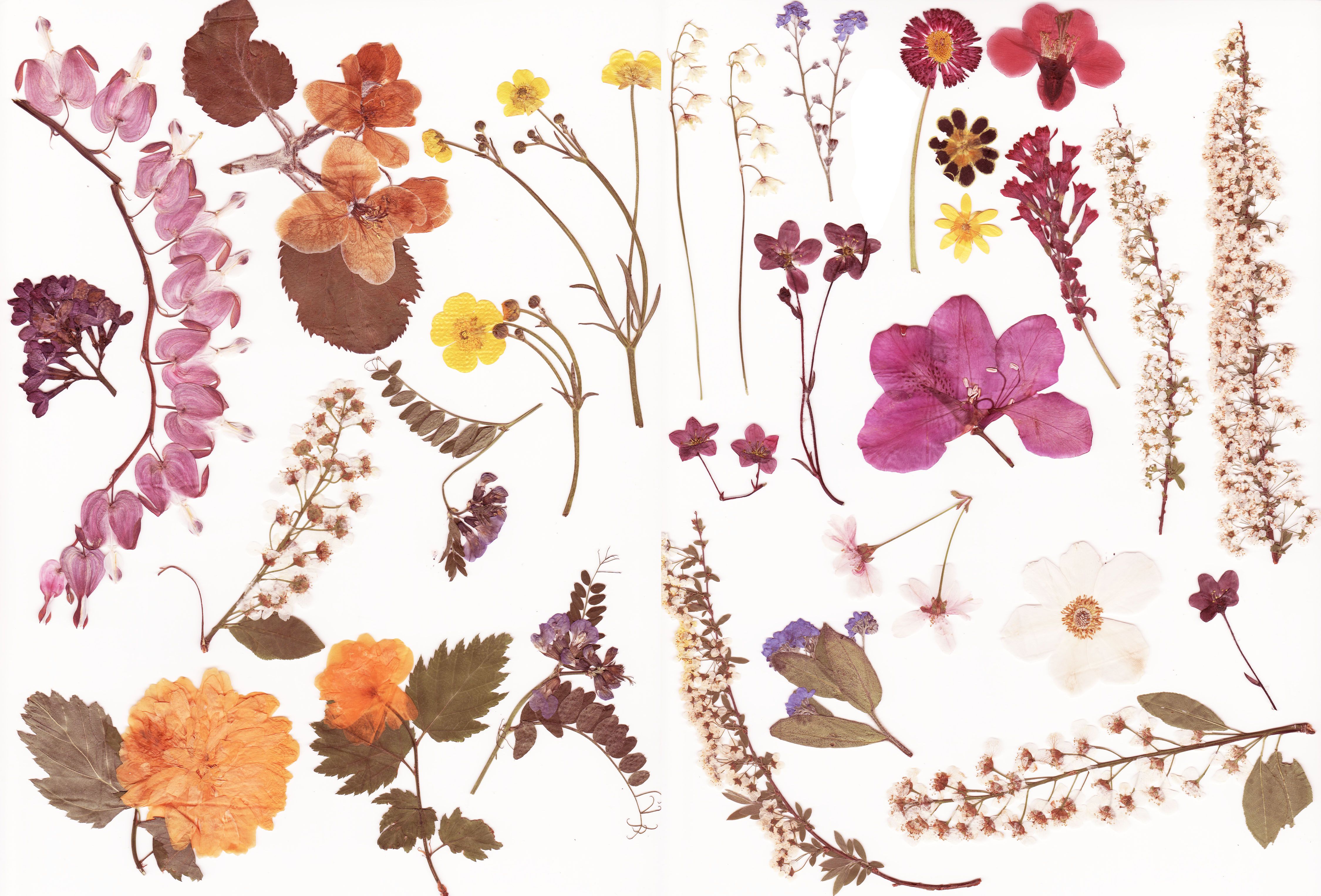 Цветы гербарий